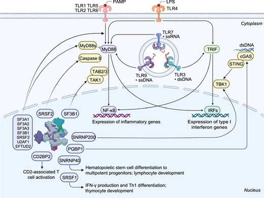 Schematic representation of immune functions linked to splicing factors and spliceosome components. The spliceosome proteins (e.g., SF3A1, SF3A2, SF3A3, SF3B1, SRSF2, U2AF1, and EFTUD2) can regulate TLR-induced NF-ĸB activation and inflammatory cytokine production. Knockdown of Sf3a1, Sf3b1, Srsf2, or U2af1 in mouse macrophage cells results in increased expression of the anti-inflammatory short form of MyD88 (MyD88s) and subsequently reduced inflammatory cytokine production. SF3B1 can also regulate the production of an alternative TAK1 isoform, subsequently affecting innate immune signaling. SRSF1 restrains IFN-γ production and Th1 differentiation; it regulates the late stage of thymocyte development and the expression of several immune-related genes through multiple mechanisms. SRSF2 regulates the expression of an alternative caspase 8 isoform and subsequent NF-ĸB activity. SNRNP40 plays a pivotal role in hematopoietic stem cell differentiation to multipotent progenitors and further to common lymphoid progenitors. SNRNP200 activates IRF3-mediated antiviral innate immune responses through an interaction with TBK1. CD2BP2 is involved in CD2-associated T cell activation via binding to the cytoplasmic tail of CD2 molecule. PQBP1 can interact with cGAS to trigger type I interferon production in response to cytosolic nucleic acids or DNA damage