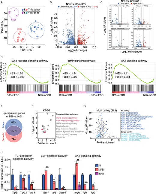 Inactivated TGFβ, BMP, AKT signaling pathways are improved in S/2i condition. (A) Principal component analysis (PCA) showing the transcriptome difference among S- (blue and green), S/2i- (red), and N/2i- (purple) mESCs. The sexes of mESC lines are indicated. The data for N/2i (purple) and S (green) conditions are cited from GSE84164 (Yagi et al., 2017). (B) Volcano Plot showing the global differentially expressed genes (DEGs) between male N/2i- and S/2i-mESCs. Vertical line indicates expression fold change = 2, and horizontal line indicates P-value = 0.01. (C) DEGs showing a dysregulation of stem cell differentiation, cell cycle, stem cell maintenance and embryo development related genes in N/2i-mESCs. These gene sets were cited from Gene Ontology Browser on MGI website (http://www.informatics.jax.org/vocab/gene_ontology). Vertical line indicates expression fold change = 2, and horizontal line indicates P-value = 0.01. (D) Gene-set enrichment analysis (GSEA) showing a global upregulation of genes related to TGFβ receptor signaling pathway (left, n = 185), BMP signaling pathway (middle, n = 173) and AKT signaling pathway (right, n = 207) in S/2i-mESCs compared to N/2i mESCs. These gene sets were cited from Gene Ontology Browser on MGI website. NES, normalized enrichment score; FDR, false discovery rate. (E) Venn diagram showing the overlap of upregulated genes in male and in female S/2i-mESCs versus N/2i-mESCs. The list of 1,581 genes are shown in Data S2. Two male and two female cell lines were used in this test. Fold change > 2, P < 0.01. (F) KEGG pathways enrichment analysis of the 1,581 overlapping upregulated genes, as indicated in Fig. 2E. Representative pathways are shown. (G) Calling of significantly enriched motifs (363) from the 1,581 overlapping upregulated genes caused by S/2i, as indicated in Fig. 2E. Representative motifs of Klf and Smad family are shown. (H) Representative genes related to TGFβ receptor, BMP and AKT signaling pathway were consistently downregulated in N/2i-mESCs. Data are represented as the mean ± SEM. Statistical analysis was performed using a two-tailed unpaired Welch's t-test. *P < 0.05; **P < 0.01