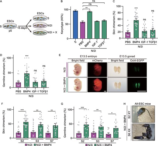 BMP4 safeguards the chromosomal integrity and preserves the developmental potential of mESCs. (A) Strategy for comparing the same mESC line cultured under different conditions. p, passage. X indicates candidate growth factors used in Table 2. (B) Karyotyping validation of mESCs cultured under indicated conditions. Note that BMP4 can effectively preserve the chromosomal integrity of N/2i-mESCs. Three male mESC lines (#S2, #S3 and #S7) were analyzed. (C and D) Skin (C) and germline (D) chimerism comparison between N/2i + PBS-mESCs (control) and mESCs under indicated culture conditions. A male mESC line #S2 was analyzed. Each dot indicates the ratio of an embryo. (E) Representative images of E13.5 chimeric mice generated from mESCs line #S2 under the N/2i and N/2i + BMP4 conditions. mCherry signals in the whole embryo and Oct4-EGFP + PGCs in the gonad are shown. Scale bars, 2 mm. (F and G) BMP4 greatly enhanced the developmental potential of mESCs as confirmed by skin (F) and germline (G) chimerism comparision. (H) TEC assay showing that BMP4 supplement supports the generation of adult all-ESC mice from N/2i-mESCs of both sexes. Data are represented as the mean ± SEM in (B–D), (F) and (G). Statistical analysis was performed using a two-tailed unpaired Welch's t-test. *P < 0.05; **P < 0.01; ***P < 0.001. ns, not significant