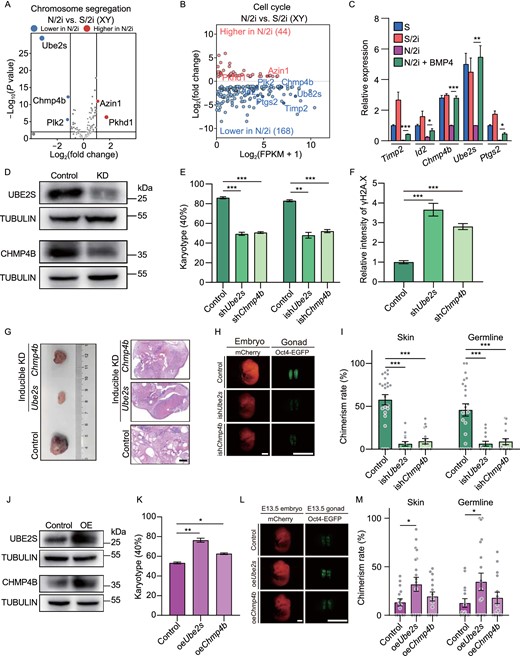 Ube2s and Chmp4b are essential for BMP4-mediated chromosomal integrity safeguarding and pluripotency maintenance. (A) Volcano plot showing chromosome segregation-related DEGs between male N/2i- and S/2i-mESCs. Vertical lines indicate expression fold change = 2, and horizontal lines indicate P-value = 0.01. Basements of Ube2S, Chmp4b, Azin1, Plk2 and Phkd1 were 332.24, 115.55, 40.45, 18.70 and 0.39, respectively. (B) MA (ratio intensity) plot showing 212 dysregulated cell cycle related genes in N/2i-mESCs compared to S/2i-mESCs. Certain upregulated and downregulated genes are marked in red and blue, respectively. The list of 1,698 cell cycle-related genes are cited from MGI gene ontology (Ashburner et al., 2000). (C) RT-qPCR analysis showing the relative RNA level of the indicated cell cycle related genes in S-, S/2i-, N/2i- and N/2i + BMP4-mESCs. Hprt was set as an endogenous control. Three male mESC lines (#S2, #S3, and #S7) were tested with 3 biological replicates. (D) Western blot validated the decrease of Ube2s and Chmp4b protein levels after shRNA mediated gene knockdown in mESCs. mESC line #S2 was used in this test and cultured under N/2i + BMP4 condition. The scramble shRNA transfected mESCs were set as the control. KD, knockdown. (E) Karyotype analysis demonstrated that downregulation of Ube2s or Chmp4b caused severe chromosomal aberrations. More than 40 mitosis phases were counted for each group. n = 3 biological replicates. (F) Quantification of γH2A.X signal in control-, shChmp4b- and shUbe2s-mESCs related to Fig. S5F. mESC line #S2 was used in this test. n = 35 single cell nuclear. (G) Knockdown of Ube2s or Chmp4b in mESCs for 5 passages greatly impaired the formation and differentiation of teratomas. Teratomas were dissected for HE staining. mESC line #S2 was used in this test. The scramble ishRNA (inducible shRNA) transfected mESCs were set as the control. KD, knockdown. Scale bar, 1 mm. (H) Representative images of E13.5 chimeric mice generated by indicated mESCs. Chimeric mice generated by scramble ishRNA mESCs were set as the control. mESC line #S2 was used in this test. Scale bars, 2 mm. (I) Knockdown of Ube2s or Chmp4b for 5 passages caused a sharp decrease in both skin and germline chimerism. Each dot indicates the ratio of an embryo related to Fig. 4H. (J) Western blot validation of Ube2s and Chmp4b protein levels in indicated mESCs. mESC line #S2 was used in this test and cultured under N/2i condition. The empty vector transfected mESCs were set as the control. OE, overexpression. (K) Karyotype analysis demonstrated that upregulation of Ube2s or Chmp4b could rescue chromosomal aberrations in N/2i-mESCs. More than 40 mitosis phases were counted for each group. n = 3 biological replicates. (L) Representative images of E13.5 chimeric mice generated by indicated mESCs. Scale bars, 2 mm. (M) Overexpression of Ube2s or Chmp4b in N/2i-mESCs led to an increasement in chimerism. Each dot indicates the ratio of an embryo related to Fig. 4L. Data are represented as the mean ± SEM in (C), (E), (F), (I), (K) and (M). Statistical analysis was performed using a two-tailed unpaired Welch's t-test. *P < 0.05; **P < 0.01; ***P < 0.001. ns, not significant