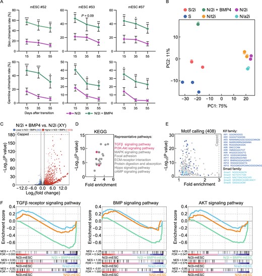 BMP4 can restore the dysregulated transcriptome and long-termly preserve the pluripotency of N/2i-mESCs. (A) Skin (upper) and germline (lower) chimerism comparison indicated that BMP4 could sustain the developmental potential of N/2i-mESCs during long-term culture. The horizontal axis represented days after transition to indicated culture conditions. Three male mESC lines (#S2, #S3, and #S7) were tested. Data are represented as the mean ± SEM. Statistical analysis was performed using a two-tailed unpaired Welch's t-test. *P < 0.05; **P < 0.01; ***P < 0.001. (B) PCA showing the transcriptome difference among S-, S/2i-, N/2i + BMP4-, N/2i-, N/a2i- and N/t2i-mESCs. (C) Volcano plot showing the global differentially expressed genes between N/2i + BMP4- and N/2i-mESCs. Vertical line indicates expression fold change = 2, and horizontal line indicates P-value = 0.01. (D) KEGG pathways enrichment analysis of 1,633 upregulated genes caused by BMP4, as indicated in Fig. 5C. Representative pathways are shown. (E) Calling of significantly enriched motifs (408) from the 1,633 upregulated genes caused by BMP4, as indicated in Fig. 5C. Representative motifs of Klf and Smad family are shown. (F) GSEA showing the global change of TGFβ receptor signaling pathway (left, n = 185), BMP signaling pathway (middle, n = 173) and AKT signaling pathway (right, n = 207) in indicated mESCs compared to N/2i-mESCs. These gene sets were cited from Gene Ontology Browser on MGI website. NES, normalized enrichment score. FDR, false discovery rate
