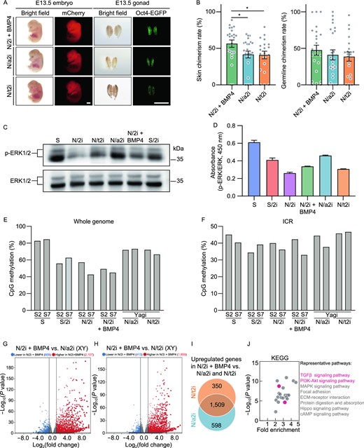 N/2i + BMP4-mESCs exhibit distinct pluripotent features compared with N/a2i- and N/t2i-mESCs. (A) Representative images of E13.5 chimeric mice generated from mESCs line #S2 under the N/2i + BMP4, N/a2i and N/t2i conditions. Scale bars, 2 mm. (B) Skin (left) and germline (right) chimerism comparison of mESC line #S2 under indicated culture conditions. N/2i + BMP4-mESCs have an increased skin chimerism compared with N/a2i- and N/t2i-mESCs. Each dot indicates the ratio of an embryo. (C and D) Western blot (C) and ELISA assay (D) of ERK1/2 and p-ERK1/2 in mESC line #S2 under indicated culture conditions. The result showed that BMP4 did not greatly attenuate the repression of p-ERK1/2. (E and F) Whole genome bisulfite sequencing (WGBS) showing the whole genome (E) and imprinting control region (ICR) (F) methylation levels in indicated mESCs. Data for N/a2i and N/t2i conditions are cited from GSE84164 (Yagi et al., 2017). (G) Volcano plot showing the DEGs between male N/2i + BMP4- and N/2i-mESCs. Vertical line indicates expression fold change = 2, and horizontal line indicates P-value = 0.01. (H) Volcano plot showing the DEGs between male N/2i + BMP4- and N/t2i-mESCs. Vertical line indicates expression fold change = 2, and horizontal line indicates P-value = 0.01. (I) Venn diagram showing the overlap of upregulated genes in male N/2i + BMP4-mESCs versus N/a2i- and N/t2i-mESCs. The list of 1,509 genes are shown in Data S4. Fold change > 2, P < 0.01. (J) KEGG pathways enrichment analysis of the 1,509 overlapping upregulated genes caused by BMP4, as indicated in Fig. 6I. Representative pathways are shown. Data are represented as the mean ± SEM in (B) and (D). Statistical analysis was performed using a two-tailed unpaired Welch's t-test. *P < 0.05