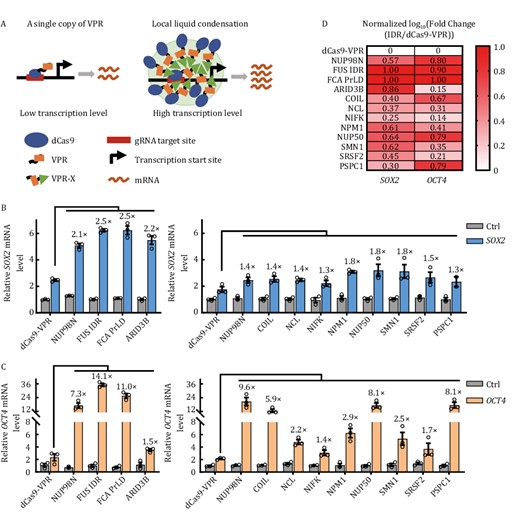 Screening for efficient CRISPRa systems by fusing IDR-rich proteins to dCas9-VPR. (A) Generally, only a limited amount of dCas9-VPR can bind to the target DNA sequence, leading to often inadequate transcriptional activation. Fusing IDR-rich phase-separation proteins (denoted as X) to dCas9-VPR may lead to local liquid condensation thereby increasing the binding valency of dCas9-VPR, resulting in enhanced transcriptional activation. (B and C) HEK293T cells transiently expressing the indicated dCas9-VPR fusion proteins (C-terminal fusion) together with a gRNA-targeting either SOX2 (−185 bp) (B) or OCT4 (−283 bp) were harvested for RT-qPCR analysis of mRNA expression 48 h after transfection. Ctrl, no gRNA control. The activation fold change of dCas9-VPR-X fusions over dCas9-VPR was indicated above the column. The results are presented as mean ± S.E.M. and represent three biological repeats. (D) Data from (B) and (C) were processed to obtain the ratio of fold changes in gene expression activity by different dCas9-VPR/IDR fusion proteins over dCas9-VPR alone. For each target gene, the values of log10(fold change) were normalized with a minimum value of zero and a maximum value of one by GraphPad Prism and presented in the heat map.