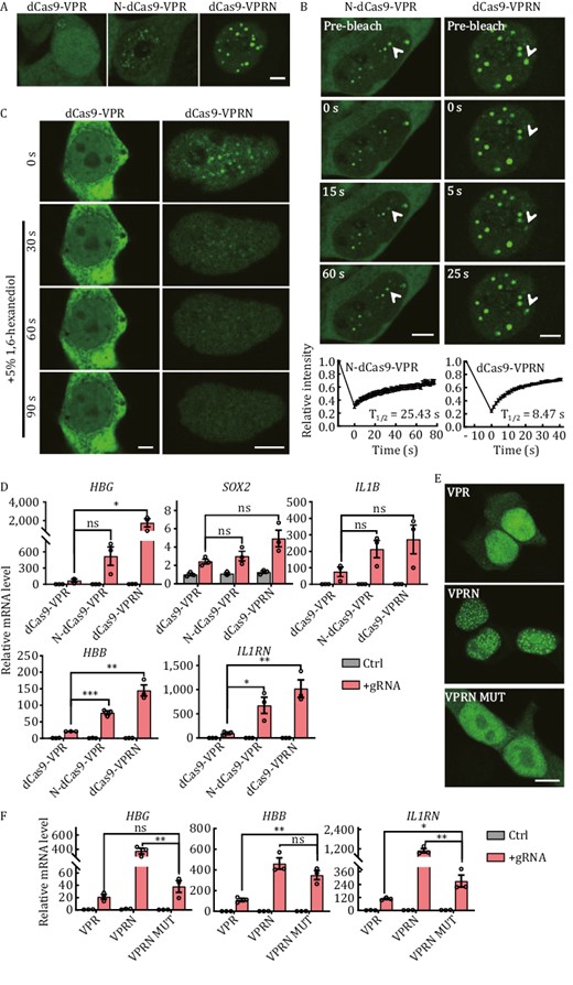 NUP98 fusion with dCas9-VPR leads to condensate formation and higher CRISPRa activity. (A) Live-cell imaging of HEK293T cells transiently expressing GFP-tagged N- or C-terminal fusion proteins of NUP98N and dCas9-VPR. N-dCas9-VPR, N-terminal fusion. dCas9-VPRN, NUP98N fused to the C-terminus of dCas9-VPR. GFP-tagged dCas9-VPR alone served as controls. Scale bar, 5 μm. (B) Fluorescence recovery after photobleaching (FRAP) analysis of cells from (A). Top, representative images of cells at the indicated time points following photobleaching. White arrowheads indicate photobleached condensates that were in recovery. Scale bar, 5 μm. Bottom, recovery curves of the condensates were plotted mean ± S.E.M. Three independent experiments were performed with ~15 cells/experiment. All cells had at least one photobleached condensate. The recovery curves were fitted to determine the half-life (T1/2). (C) HeLa cells transiently expressing GFP-tagged C-terminal fusion proteins of NUP98N and dCas9-VPR (dCas9-VPRN) were treated with 5% 1,6-hexanediol 24 h after transfection and imaged at the indicated time points following treatment. GFP-tagged dCas9-VPR alone served as controls. Scale bar, 5 μm. (D) HEK293T cells transiently co-expressing GFP-tagged N-dCas9-VPR or dCas9-VPRN with gRNAs targeting the indicated genes were harvested 48 h after transfection for RT-qPCR analysis. dCas9-VPR alone served as a control. Ctrl, no gRNA. Data from three biological repeats were graphed as mean ± S.E.M. Statistical significance was calculated using the two-tailed t-test. ns, not significant; *P < 0.05; **P < 0.01; ***P < 0.001. (E) Fixed cell imaging of HEK293T cells transiently expressing GFP-tagged C-terminal fusion proteins of NUP98N or NUP98N MUT and dCas9-VPR. VPR, dCas9-VPR. VPRN, dCas9-VPR-NUP98N. VPRN MUT, dCas9-VPR-NUP98N MUT. NUP98N MUT, Phe to Ser amino acid mutant of NUP98N, is a phase-separation-deficient protein. Scale bar, 10 μm. (F) HEK293T cells transiently co-expressing GFP-tagged dCas9-VPR fusion proteins and gRNAs targeting the indicated genes were harvested 48 h after transfection for RT-qPCR analysis. VPR, dCas9-VPR. VPRN, dCas9-VPR-NUP98N. VPRN MUT, dCas9-VPR-NUP98N MUT. Ctrl: no gRNA. Data from three biological repeats were graphed as mean ± S.E.M. Statistical significance was calculated using the two-tailed t-test. *P < 0.05; **P < 0.01; ***P < 0.001.