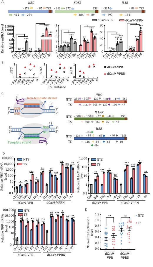 The dCas9-VPRN system exhibits higher activity with less target site selection restriction. (A) HEK293T cells were transfected with dCas9-VPR or dCas9-VPRN expression plasmids together with gRNAs targeting different sequences upstream of the transcription start sites (TSS) in the HBG, SOX2, or IL1B locus. Cells were collected 48 h post-transfection for RT-qPCR analysis. Top, gRNA-targeting sites at each locus (arrows represent the specific location). Bottom, results from three biological repeats were graphed as mean ± S.E.M. Statistical significance was calculated using one-way ANOVA. ns, not significant; *P < 0.05; **P < 0.01; ***P < 0.001. Ctrl, no gRNA control. (B) The mean fold activation of each target site was calculated based on results from (A) and the values of log10(mean) across different target regions of each gene locus were normalized with a minimum value of zero and a maximum value of one and plotted using GraphPad Prism. Each open circle or triangle represents the value of normalized log10(mean) for a target site. (C) Left, gRNA design targeting either the template (TS) or non-template (NTS) strand. Right, the specific regions targeted by the gRNAs at the indicated loci. (D) HEK293T cells transiently co-expressing dCas9-VPR or dCas9-VPRN together with gRNAs from (C) were assayed as described in (A). Results from three biological repeats are presented as mean ± S.E.M. Statistical significance was calculated using the two-tailed t-test. ns, not significant; *P < 0.05; **P < 0.01; ***P < 0.001. (E) The mean fold activation of each target site was calculated based on results from (D) and the values of log10(mean) of all target sites in dCas9-VPR or dCas9-VPRN were normalized with a minimum value of zero and a maximum value of one respectively and plotted as mean ± S.E.M. using GraphPad Prism. Statistical significance was calculated using a two-tailed t-test. ns, not significant; **P < 0.01. Each open circle represents the value of normalized log10(mean) for a target site. Each center line indicates the mean.