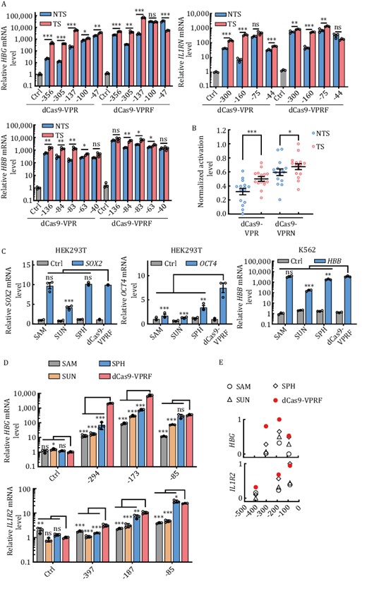 The dCas9-VPRF system is efficient and less restrictive than other modified CRISPRa systems. (A) HEK293T cells transiently expressing dCas9-VPR or dCas9-VPRF together with gRNAs targeting the regions indicated in Fig. 3C were harvested 48 h post-transfection for RT-qPCR analysis. The data were graphed as mean ± S.E.M. and represent three biological repeats. Statistical significance was calculated using the two-tailed t-test. ns, not significant. *P < 0.05; **P < 0.01; ***P < 0.001. NTS, non-template strand. TS, template strand. (B) The mean fold activation of each target site was calculated based on results from (A) and the values of log10(mean) of all target sites in three genes (HBG, IL1RN, HBB) from dCas9-VPR or dCas9-VPRF were normalized with a minimum value of zero and a maximum value of one individually and plotted as mean ± S.E.M. using GraphPad Prism. Each open circle represents the value of normalized log10(mean) for a target site. Each center line indicates the mean. Statistical significance was calculated using the two-tailed t-test. *P < 0.05; ***P < 0.001. (C) The indicated cell lines transiently expressing different CRISPRa systems targeting SOX2, OCT4, or HBB were harvested for RT-qPCR analysis at 48 h post-transfection. SOX2, −185 bp; OCT4, −283 bp; HBB, −79 bp. Ctrl, no gRNA. The data were graphed as mean ± S.E.M. and represent three biological repeats. Statistical significance was calculated using the two-tailed t-test. ns, not significant; *P < 0.05; **P < 0.01;***P < 0.001. (D) HEK293T cells transiently expressing different CRISPRa systems and targeting different regions of the HBG and IL1R2 locus were collected 48 h after transfection for RT-qPCR analysis. HBG, −85, −173, and −294 bp from TSS. IL1R2, −83, −187, and −397 bp from TSS. Ctrl, no gRNA. The data were graphed as mean ± S.E.M and represent three biological repeats. Statistical significance was calculated using one-way ANOVA. ns., not significant; *P < 0.05; **P < 0.01; ***P < 0.001. (E) The mean fold activation of each target site was calculated based on data from (D) and the values of log10(mean) of all target sites from one gene (HBG or IL1R2) were normalized with a minimum value of zero and a maximum value of one and plotted respectively using GraphPad Prism. Each symbol represents the value of normalized log10(mean) for a target site.