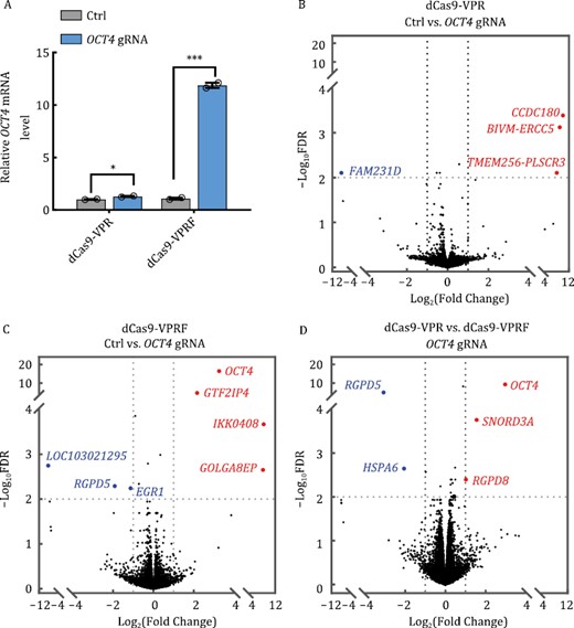 The dCas9-VPRF CRISPRa system shows high specificity. (A) HEK293T cells transiently expressing dCas9-VPR or dCas9-VPRF together with OCT4-targeting gRNAs (−103 bp from TSS) were harvested 48 h post-transfection for RT-qPCR analysis. Ctrl, no gRNA. The data were graphed as mean ± S.E.M. and represent two biological repeats. Statistical significance was calculated using a two-tailed t-test. *P < 0.05; ***P < 0.001. (B and C) Cells from (A) were harvested for RNA-seq analysis (2 × 150 paired-end). The volcano map was plotted using GraphPad Prism. Genes in blue and red represent those that were down or upregulated respectively. Ctrl, no gRNA. (D) Data from (B) and (C) were processed using the Fastp and quantified based on the human transcriptome (hg38) by Salmon. Differential expression analyses were then performed using R. Genes with >2× fold change and <0.01 adjusted P values were considered significant (see Supplementary Methods for detailed descriptions). The data represent two independent biological repeats. FDR, false discovery rate.