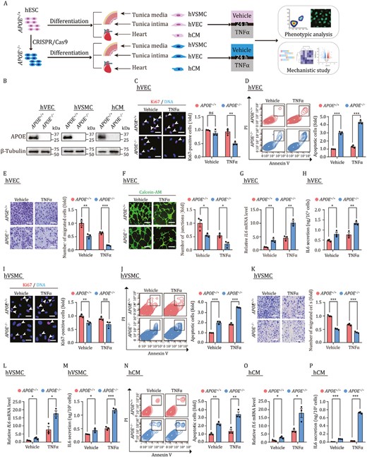 APOE is critical for maintaining survival and function of cardiovascular cells. (A) The schematic diagram of the workflow, phenotype analysis and mechanistic study for hVECs were performed at passage 3, and those for hVSMCs and hCMs were performed at passage 2. (B) Western blot analysis of APOE across three cell types, β-Tubulin was used as the loading control. (C) Immunofluorescence analysis of Ki67 in hVECs with or without TNFα treatment. Scale bar, 25 μm. The white arrows indicate Ki67-positive cells. Statistical results are presented as the means ± SEM. n = 3 independent experiments. ns, not significant, **P < 0.01. (D) Flow cytometry-based apoptosis detection of hVECs with or without TNFα treatment. Statistical results are presented as the means ± SEM. n = 3 biological repeats. ***P < 0.001. (E) Cell migration assay of hVECs with or without TNFα treatment. Scale bar, 100 μm. Statistical results are presented as the means ± SEM. n = 3 independent experiments. **P < 0.01, ***P < 0.001. (F) Tube formation assays of hVECs with or without TNFα treatment. Scale bar, 100 μm. Statistical results are presented as the means ± SEM. n = 3 independent experiments. *P < 0.05. (G) qRT-PCR analysis of the expression levels of IL6 in hVECs with or without TNFα treatment. Statistical results are presented as the means ± SEM. n = 3 independent experiments. **P < 0.01. (H) ELISA analysis for the secreted IL6 in culture medium of hVECs with or without TNFα treatment. Statistical results are presented as the means ± SEM. n = 3 biological repeats. *P < 0.05, **P < 0.01. (I) Immunofluorescence analysis of Ki67 in hVSMCs with or without TNFα treatment. Scale bar, 25 μm. The white arrows indicate Ki67-positive cells. Statistical results are presented as the means ± SEM. n = 3 independent experiments. ns, not significant, **P < 0.01. (J) Flow cytometry-based apoptosis detection of hVSMCs with or without TNFα treatment. Statistical results are presented as the means ± SEM. n = 3 biological repeats. ***P < 0.001. (K) Cell migration assays of hVSMCs with or without TNFα treatment. Scale bar, 100 μm. Statistical results are presented as the means ± SEM. n = 3 independent experiments. ***P < 0.001. (L) qRT-PCR analysis of the expression levels of IL6 in hVSMCs with or without TNFα treatment. Statistical results are presented as the means ± SEM. n = 3 independent experiments. *P < 0.05. (M) ELISA analysis for the secreted IL6 in culture medium of hVSMCs with or without TNFα treatment. Statistical results are presented as the means ± SEM. n = 3 biological repeats. *P < 0.05, ***P < 0.001. (N) Flow cytometry-based apoptosis detection of hCMs with or without TNFα treatment. Statistical results are presented as the means ± SEM. n = 3 biological repeats. **P < 0.01. (O) qRT-PCR analysis of the expression levels of IL6 in hCMs with or without TNFα treatment. Statistical results are presented as the means ± SEM. n = 3 independent experiments. *P < 0.05. (P) ELISA analysis for the secreted IL6 in culture medium of hCMs with or without TNFα treatment. Statistical results are presented as the means ± SEM. n = 3 biological repeats. ***P < 0.001.