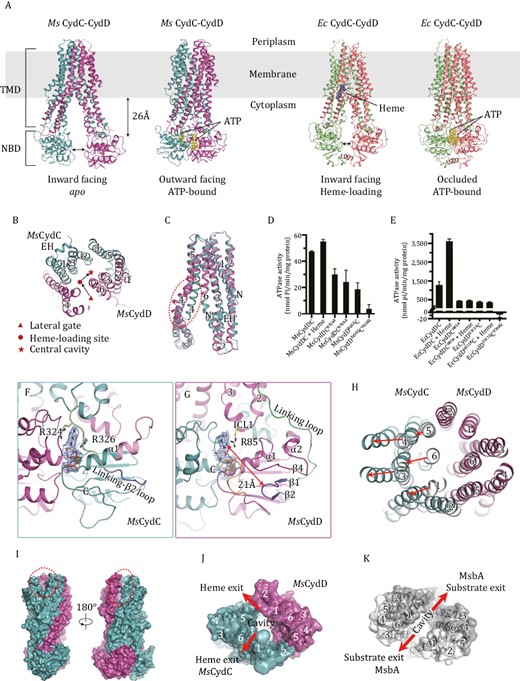 Overall structures of CydDC, the non-canonical NBDs of MsCydDC and the unique outward-facing conformation. (A) Overall view of the Cryo-EM structures of the Msm CydDC complex in apo and ATP-bound states and Escherichia coli CydDC complex in heme-loading and ATP-bound states. ATPs and heme are shown as yellow and blue spheres. TMD, transmembrane domain; NBD, nucleotide-binding domain. (B) Clipped view of the TM helices of apo MsCydDC viewed from periplasm. The arrows indicate the path of heme translocation. EH, elbow helix. (C) Superposition of TMDs between MsCydC and MsCydD in the apo state. The significant difference is the extent of bending in TM4, indicated by a red dotted circle; N, the N-terminal end. (D and E) The ATPase activity of MsCydDC (D) and EcCydDC (E). Data are mean values with SDs, calculated from three independent experiments. (F and G) The closed view of the non-canonical NBDs of MsCydC (F) and MsCydD (G). The local densities for ATP and Mg2+ ion (threshold 0.5) are shown as blue mesh. C indicates the C-terminal end of the polypeptide. Arg85, Arg324 and Arg326 are shown as stick models. (H) The shifts of the TM helices comparing the IF and OF states. The TM helices are viewed from the periplasm. (I) A surface representation of MsCydDC in the outward-facing state. The gaps between TM1C and TM6C and between TM5C and TM2D are marked with a red dotted circle. (J and K) The top view of TM helices in the OF state of MsCydDC (J) and MsbA (PDB code: 3B60) (K). Exiting gaps are indicated.