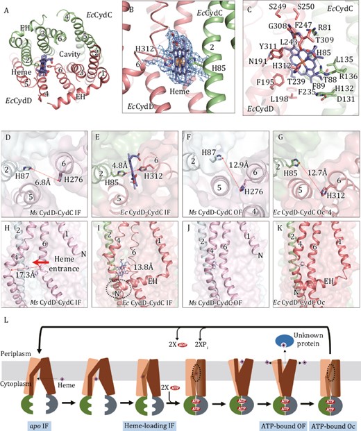 The heme-loading site, the local conformational changes and proposed mechanism of heme transport by CydDC. (A) The heme-loading site viewed from periplasm. The heme is shown as stick models. (B) A closed view of heme-load site. Heme is coordinated between axial residues, His85D and His312C. The local densities for heme and axial His residues (threshold 0.3) are shown as blue mesh. The local densities for the iron atom in heme (threshold 1.8) is shown as orange mesh. (C) The structure of heme-loading site. Heme and surrounding residues are shown as stick models. Polar interactions are indicated by black dashed lines. (D–G) The distance between two axial His residues in the apo IF state of MsCydDC (D), in the heme-loading IF state of EcCydDC (E), in the ATP-bound OF state of MsCydDC (F) and in the ATP-bound Oc state of EcCydDC (G). (H–K) The conformational changes of the lateral gate. (H) The lateral gate between TM4D and TM6D is open for allowing the heme to enter in the apo IF state of MsCydDC. (I) TM4D and TM6D are close to each other leaving a small hole that heme is difficult to pass through. The extended EH interacts with TM4D. (J) TM4D binds tightly with TM6D in the ATP-bound OF state of MsCydDC. (K) TM4D binds tightly with TM6D in the ATP-bound Oc state of EcCydDC. (L) Proposed mechanism of heme transport by CydDC.