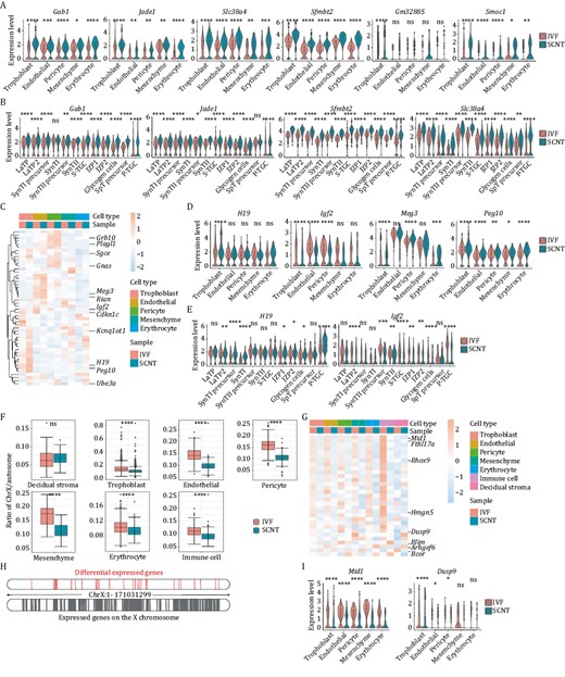 The expression pattern differences for genes regulated by epigenetic factors of IVF and SCNT embryonic placenta at E9.5. (A) Violin plot of differentially expressed non-canonical imprinted genes in placental clusters between the IVF and SCNT groups. (B) Violin plot of differentially expressed non-canonical imprinted genes in trophoblast subclusters between the IVF and SCNT groups. (C) Heatmap of differentially expressed canonical imprinted genes in placental clusters between the IVF and SCNT groups. (D) Violin plot of differentially expressed canonical imprinted genes in placental clusters between the IVF and SCNT groups. (E) Violin plot of differentially expressed canonical imprinted genes in trophoblast subclusters between the IVF and SCNT groups. (F) Boxplot of ratio of reads on the X chromosome to reads on autosomes in placental clusters between the IVF and SCNT groups. (G) Heatmap of DEGs on the X chromosome in placental clusters between the IVF and SCNT groups. (H) Location distribution of DEGs on the X chromosome. (I) Violin plot of DEGs on the X chromosome in placental clusters between the IVF and SCNT groups. The Wilcox-test was used to statistically test the differential expression of different genes in IVF group and SCNT group samples. ns means non-significance, * P < 0.05, ** P < 0.001, *** P < 0.001, **** P < 0.0001.