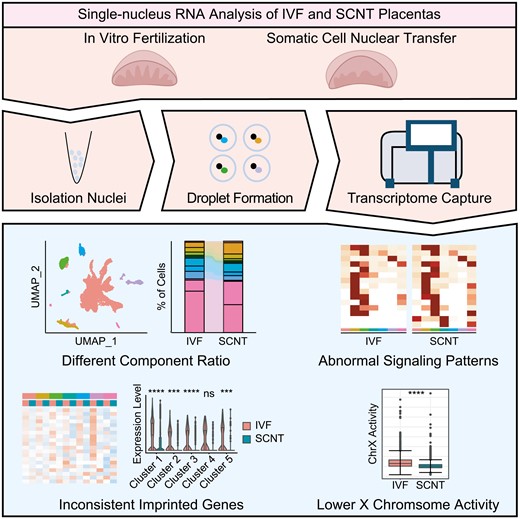 Graphical Abstract