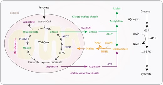 A schematic depicting the TCA cycle and anaplerotic pathways. Glycolysis-derived pyruvate is converted by the PDHC into acetyl-CoA, which joins the TCA cycle. The mitochondrial citrate-malate shuttle and the malate-aspartate shuttle couple with glycolysis to generate cytosolic malate that enters the TCA cycle. 1,3-BPG, 1,3-bisphosphoglycerate; ACLY, ATP citrate lyase; AST, aspartate transferase; G3P, glyceraldehyde 3-phosphate; IDH, isocitrate dehydrogenase; α-KG, α-ketoglutarate; MDH, malate dehydrogenase.