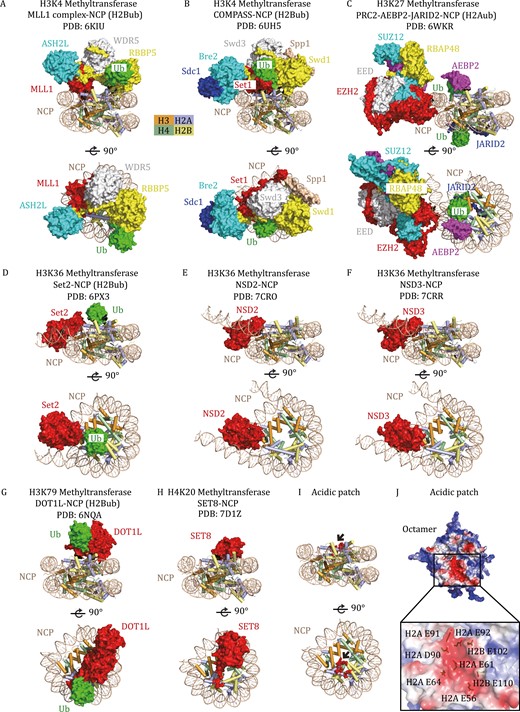 Representative HKMTs in complex with nucleosomes. (A) Cryo-EM structure of the human MLL1 complex with an H2B K120ub-modified NCP (PDB: 6KIU), shown from two orthogonal views. The catalytic SET domain of MLL1 (red) forms a multimeric core complex with ASH2L (blue), WDR5 (white), and RBBP5 (yellow) to achieve specific activities. MLL1, ASH2L, WDR5, RBBP5, and Ub (green) are shown in surface representation, and the structure of NCP is shown in a cartoon diagram. (B) Cryo-EM structure of K. lactis COMPASS bound to H2Bub NCP (PDB: 6UH5). The extended catalytic module of the COMPASS complex is composed of Set1 (MLL-homolog), Swd3 (WDR5 homolog), Swd1 (RBBP5 homolog), Bre2 (ASH2L homolog), Sdc1 (DPY30 homolog) and Spp1 (CFP1 homolog). (C) Cryo-EM structure of human polycomb repressive complex 2.2 (PRC2.2) in complex with H2AK119ub-modified NCP (PDB: 6WKR). The PRC2.2 complex comprises PRC2 core proteins (EZH2, SUZ12, EED, RBAP46/48) and cofactors JARID2 and AEBP2. (D) Cryo-EM structure of Chaetomium thermophilum Set2 bound to H2Bub NCP (PDB: 6PX3). (E) Cryo-EM structure of the human NSD2-NCP complex (PDB: 7CRO). (F) Cryo-EM structure of the human NSD3-NCP complex (PDB: 7CRR). (G) Cryo-EM structure of human DOT1L bound to H2Bub NCP (PDB: 6NQA). (H) Cryo-EM structure of the human SET8–NCP complex (PDB: 7D1Z). (I) The H2A–H2B acidic patch on the NCP. The acidic patch is formed by E56, E61, E64, D90, E91, and E92 of H2A and E102 and E110 of H2B, which are shown as red spheres and indicated by black arrows. The structure of NCP is shown in a cartoon diagram. (J) Electrostatic potential view of the octamer surface (positive potential, blue; negative potential, red). The eight glutamate/aspartate residues in the H2A-H2B acidic patch are shown in stick models.
