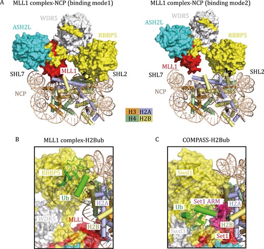 Cryo-EM structures of H3K4 methyltransferases in complex with nucleosomes. (A) Two different binding modes of the MLL1 complex on the unmodified NCP. In binding model 1 (PDB: 6KIX), the MLL1 complex lies on the disc face of the NCP, positioning the MLL1 SET domain to SHL7 DNA and histone H2A. In binding model 2 (PDB: 6KIZ), the MLL1 SET domain moves away from histone H2A, indicating the inherent flexibility of the MLL1 complex association with NCP. (B) Cryo-EM structure of the human MLL1 complex with H2B K120ub-modified NCP (PDB: 6KIU) in a cartoon diagram. The transparent surface of the MLL1 complex is shown. Ubiquitin makes direct contact with RBBP5 and traps the MLL1–NCP complex in binding mode 1. (C) Cryo-EM structure of K. lactis COMPASS bound to H2Bub NCP (PDB: 6UH5) in a cartoon diagram. Ubiquitin forms complicated interaction networks with Swd1 (RBBP5) and Set1, further stabilizing the ARM (colored in purple) helix of Set1.
