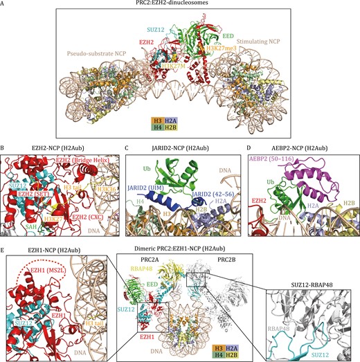 Cryo-EM structures of H3K27 methyltransferases in complex with nucleosomes. (A) Structural model of PRC2 (EZH2-EED-SUZ12) in complex with two functionally distinct nucleosomes (Poepsel et al., 2018). The H3 tails of the pseudosubstrate NCP (H3K27M) and the stimulating NCP (H3K27me3) interact with the SET domain of EZH2 and the EED subunit, respectively. H3K27M and H3K27me3 are shown as spheres. (B–D) Cryo-EM structure of the human PRC2.2 (EZH2-EED-SUZ12-JARID2-AEBP2) complex bound to H2AK119ub-modified NCP (PDB: 6WKR) in a cartoon diagram. (B) The interface between EZH2 and H2Aub NCP. The CXC domain and bridge helix of EZH2 ensure the correct alignment of the H3 tail. H3K36 is located at the binding interface between the EZH2 CXC domain and DNA. H3K27, H3K36, and SAH are shown as stick models. (C) The interface between JARID2 and H2Aub NCP. JARID2 recognizes ubiquitin and the H2A–H2B acidic patch through the UIM domain and JARID2 42–56, respectively; (D) the interface between AEBP2 and H2Aub NCP. AEBP2 interacts with ubiquitin and an H2A–H2B surface through two C2H2 zinc fingers (amino acids 50–116). (E) Cryo-EM structure of dimeric PRC2 (EZH1-EED-SUZ12) in complex with H3K27M and H2AK119ub-modified NCP. The structure is derived from three PDBs (7KSR, 7KTP, 7KTQ). The MS2L in EZH1 is structurally invisible and indicated by a red dashed arc. The interaction between SUZ12 and RBAP48 enables the dimerization of PRC2.
