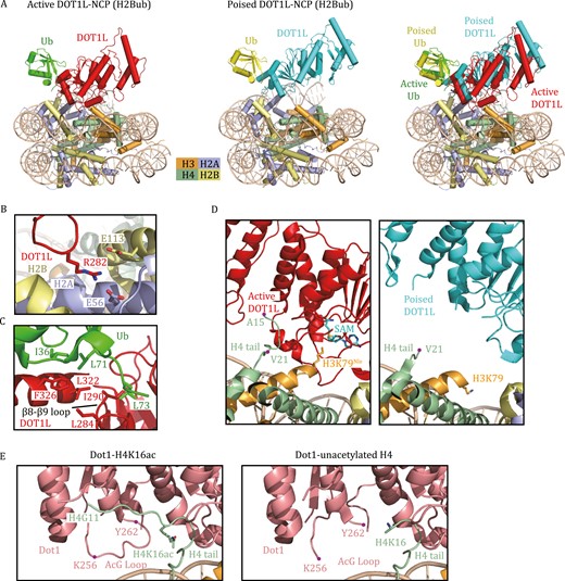 Cryo-EM structures of H3K79 methyltransferases in complex with nucleosomes. (A) Cryo-EM structures of human DOT1L bound to H2Bub NCP in the active state (PDB: 6NJ9) and the poised state (PDB: 6NOG). The active state was trapped by using H3K79Nle- and H2Bub-modified NCP. The superimposed structures of DOT1L-H2Bub NCP in the poised and active states show that the catalytic domain of DOT1L in the active state moves toward the nucleosome disc. Nle stands for norleucine. (B) Detailed view of the interactions between DOT1L and the nucleosomal acidic patch. Key residues at the interface are shown as stick models. (C) Detailed view of the interactions between DOT1L and ubiquitin. Key residues at the interface are shown as stick models. (D) Close-up view of the catalytic domain of DOT1L interacting with H3–H4. The H4 tail (16–19) binds DOT1L to position the catalytic site of DOT1L over H3K79 in the active state (left). This H4 tail (16–19) in the poised state is structurally invisible (right). H3K79, H3K79Nle, and AdoMet are shown as stick models. (E) Close-up view of the yeast Dot1 interacting with the H4 tail in the Dot1-H4K16ac structure and Dot1-unacetylated H4 structure (PDB: 7K6Q, 7K6P). The H4 tail (G11-K16ac) and the AcG loop 256–262 are clearly visible in the Dot1-H4K16ac structure.
