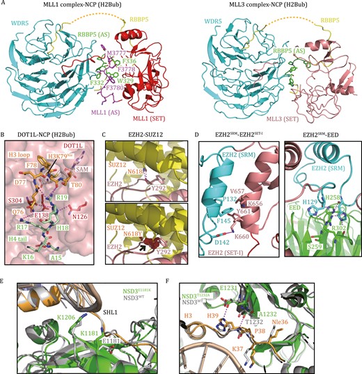 Histone lysine methyltransferases in human diseases. (A) The interface between WDR5, RBBP5, and MLL1/3 (PDB: 6KIU, 6KIW). RBBP5AS is colored green, and MLL1AS is colored purple. Residues that mediate hydrophobic interactions between the interfaces of RBBP5AS and MLL1AS are highlighted. (B) A stretch of basic residues in the tail of H4 binds DOT1L and the H3K79 loop (PDB: 6NQA). (C) The EZH2–SUZ12 interface around SUZ12N618 (PDB: 5HYN). The SUZ12N618Y mutation may introduce a steric clash between SUZ12N618 and EZH2Y292 (black arrow), as denoted by red plates. (D) The interfaces of EZH2SRM–EZH2SET-I and EZH2SRM–EED (PDB: 5HYN). Caner-mutation-associated residues, which mediate protein–protein interactions, are highlighted as sticks. (E) Superposition of the structures of NSD3WT-NCP and NSD3E1181K/T1232A-NCP shows that E1181K increases the electrostatic interaction between NSD3 and NCP (PDB: 7CRR, 7CRP). (F) Superposition of the structures of NSD3WT-NCP and NSD3E1181K/T1232A-NCP shows that T1232A induces H3 to move closer to NSD3 (PDB: 7CRR, 7CRP).
