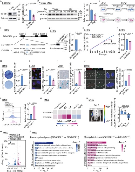 4E-BP1-deficient hMSCs exhibit phenotypes of accelerated senescence. (A) Western blot analysis of 4E-BP1 in young (P4) and senescent (P16) hMSCs. β-Actin was used as a loading control. Statistical data are presented as means ± SEM. n = 3 independent experiments. Two-tailed unpaired t-test. (B) Western blot analysis of 4E-BP1 in primary hMSCs derived from young and old individuals. β-Actin was used as a loading control. Statistical data are presented as means ± SEM. n = 4 biological replicates. Two-tailed unpaired t-test. (C) Schematic diagram for the generation of EIF4EBP1+/+ and EIF4EBP1−/− hESCs and hMSCs. (D) Schematic of the deletion of 4E-BP1 via CRISPR/Cas9-mediated nonhomologous end-joining (NHEJ). Sequencing results showed a 1-bp (C/G) deletion introduced in exon 1 by genome editing. (E) Western blot analysis of 4E-BP1 in EIF4EBP1+/+ and EIF4EBP1−/− hMSCs (P4). β-Actin was used as a loading control. Statistical data are presented as means ± SEM. n = 3 independent experiments. Two-tailed unpaired t-test. (F) Growth curve analysis of EIF4EBP1+/+ and EIF4EBP1−/− hMSCs. Data are representative of two independent experiments. (G) Cell cycle analysis of EIF4EBP1+/+ and EIF4EBP1−/− hMSCs (P9). Statistical data are presented as means ± SEM. n = 3 biological replicates. Two-tailed unpaired t-test. (H) Clonal expansion assay in EIF4EBP1+/+ and EIF4EBP1−/− hMSCs (P9). Statistical data are presented as the means ± SEM. n = 3 biological replicates. Two-tailed unpaired t-test. (I) Immunofluorescence analysis of Ki67 in EIF4EBP1+/+ and EIF4EBP1−/− hMSCs (P9). Arrows indicate Ki67-positive cells. Scale bars, 10 μm. Statistical data are presented as means ± SEM. n = 3 biological replicates. Two-tailed unpaired t-test. (J) SA-β-gal staining of EIF4EBP1+/+ and EIF4EBP1−/− hMSCs (P9). Scale bars, 100 μm. Statistical data showing the relative SA-β-gal-positive cells are presented as means ± SEM to the right. n = 3 biological replicates. Two-tailed unpaired t-test. (K) Immunofluorescence analysis of γH2AX and 53BP1 in EIF4EBP1+/+ and EIF4EBP1−/− hMSCs (P9). Arrows indicate γH2AX and 53BP1 double-positive cells. Dashed lines represent nuclear boundaries of hMSCs. Scale bars, 10 μm. Statistical data are presented as means ± SEM. n = 3 biological replicates. Two-tailed unpaired t-test. (L) Flow cytometric analysis of ROS in EIF4EBP1+/+ and EIF4EBP1−/− hMSCs (P9). Dashed lines indicate the position of mean fluorescence intensity (MFI) in EIF4EBP1+/+ and EIF4EBP1−/− hMSCs. Statistical data (right) showing the relative fold of MFI are presented as means ± SEM. n = 3 biological replicates. Two-tailed unpaired t-test. (M) Heatmap showing the relative mRNA levels of CDKN2A, CDKN1A, IL6, IL8, LMNB1 and TMPO in EIF4EBP1−/− hMSCs compared with EIF4EBP1+/+ hMSCs (P9). Data are representative of two independent experiments. (N) Analysis of luciferase activities in tibialis anterior (TA) muscles of nude mice implanted with EIF4EBP1+/+ (left) and EIF4EBP1−/− (right) hMSCs (P8) transduced with lentiviruses expressing luciferase. Data are obtained at day 1, day 3 and day 5 after implantation, and presented as means ± SEM. n = 4 mice. Two-tailed unpaired t-test. (O) Volcano plot showing the differentially expressed genes (DEGs) in EIF4EBP1−/− hMSCs compared with EIF4EBP1+/+ hMSCs (P8). (P) Gene Ontology (GO) enrichment analysis of significantly downregulated (left) or upregulated (right) genes in EIF4EBP1−/− hMSCs compared with EIF4EBP1+/+ hMSCs (P8).