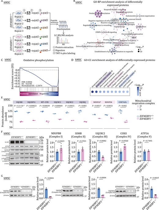 Depletion of 4E-BP1 in hMSCs reduces the levels of core components of the mitochondrial respiration complex III. (A) Schematic diagram of quantitative proteomic analysis. (B) Gene Ontology Biological Process (GO-BP) enrichment analysis of differentially expressed proteins (DEPs) between EIF4EBP1+/+ and EIF4EBP1−/− hMSCs (P4). (C) GSEA of a statistically significant gene set, oxidative phosphorylation, in EIF4EBP1−/− hMSCs compared with EIF4EBP1+/+ hMSCs (P4). (D) Gene Ontology Cellular Component (GO-CC) enrichment analysis of DEPs between EIF4EBP1+/+ and EIF4EBP1−/− hMSCs (P4). (E) Boxplots showing the scaled protein abundance of DEPs of mitochondrial complexes I, III, and IV in EIF4EBP1−/− hMSCs compared with EIF4EBP1+/+ hMSCs (P4). n = 3 biological replicates. Two-tailed unpaired t-test. (F) Western blot analysis of components of mitochondrial respiration complexes I, II, III, IV, V using a total OXPHOS human WB antibody cocktail (Abcam ab110411) in EIF4EBP1+/+ and EIF4EBP1−/− hMSCs (P4). Statistical data are presented as means ± SEM. n = 3 biological replicates. Two-tailed unpaired t-test. (G) Western blot analysis of UQCRC2, UQCRB and UQCRFS1 using independent antibodies in EIF4EBP1+/+ and EIF4EBP1−/− hMSCs (P4). Antibodies for UQCRC2 (Santa sc-390378), UQCRB (Abcam ab190360) and UQCRFS1 (Santa sc-271609) were utilized for targeting UQCRC2, UQCRB and UQCRFS1, respectively. Statistical data are presented as means ± SEM. n = 3 biological replicates. Two-tailed unpaired t-test.