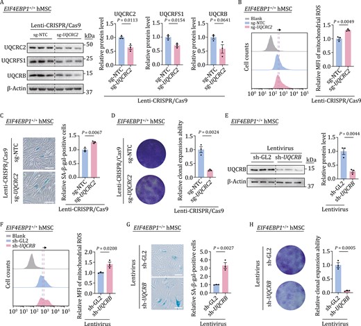 Deficiency of mitochondrial respiration complex III induces hMSC senescence. (A) Western blot analysis of UQCRC2, UQCRFS1, UQCRB in EIF4EBP1+/+ hMSCs (P4) transduced with lentiviruses expressing sg-NTC or sg-UQCRC2. Statistical data are presented as means ± SEM. n = 3 biological replicates. Two-tailed unpaired t-test. (B) Flow cytometric analysis of mitochondrial ROS in EIF4EBP1+/+ hMSCs (P4) transduced with lentiviruses expressing sg-NTC or sg-UQCRC2. Dashed lines indicate the position of MFI in sg-NTC or sg-UQCRC2 expressing hMSCs. Statistical data are presented as means ± SEM. n = 3 biological replicates. Two-tailed unpaired t-test. (C) SA-β-gal staining of EIF4EBP1+/+ hMSCs (P4) transduced with lentiviruses expressing sg-NTC or sg-UQCRC2. Scale bars, 100 μm. Statistical data are presented as means ± SEM. n = 3 biological replicates. Two-tailed unpaired t-test. (D) Clonal expansion assay in EIF4EBP1+/+ hMSCs (P4) transduced with lentiviruses expressing sg-NTC or sg-UQCRC2. Statistical data are presented as means ± SEM. n = 3 biological replicates. Two-tailed unpaired t-test. (E) Western blot analysis of UQCRB in EIF4EBP1+/+ hMSCs (P4) transduced with lentiviruses expressing sh-GL2 or sh-UQCRB. Statistical data are presented as means ± SEM. n = 3 biological replicates. Two-tailed unpaired t-test. (F) Flow cytometric analysis of mitochondrial ROS in EIF4EBP1+/+ hMSCs (P4) transduced with lentiviruses expressing sh-GL2 or sh-UQCRB. Dashed lines indicate the position of MFI in sh-GL2 or sh-UQCRB expressing hMSCs. Statistical data are presented as means ± SEM. n = 3 biological replicates. Two-tailed unpaired t-test. (G) SA-β-gal staining of EIF4EBP1+/+ hMSCs (P4) transduced with lentiviruses expressing sh-GL2 or sh-UQCRB. Scale bars, 100 μm. Statistical data are presented as means ± SEM. n = 3 biological replicates. Two-tailed unpaired t-test. (H) Clonal expansion assay in EIF4EBP1+/+ hMSCs (P4) transduced with lentiviruses expressing sh-GL2 or sh-UQCRB. Statistical data are presented as means ± SEM. n = 3 biological replicates. Two-tailed unpaired t-test.