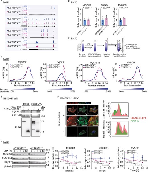 4E-BP1 stabilizes mitochondrial OXPHOS complex III core component UQCRC2. (A) Representative tracks showing the mRNA abundance of EIF4EBP1, UQCRC2, UQCRB and UQCRFS1 in EIF4EBP1+/+ and EIF4EBP1−/− hMSCs (P4). (B) mRNA levels of UQCRC2, UQCRB and UQCRFS1 in EIF4EBP1+/+ and EIF4EBP1−/− hMSCs (P4) analyzed by qRT-PCR. Statistical data are presented as means ± SEM. n = 3 biological replicates. Two-tailed unpaired t-test. (C) Schematic diagram of polysome profiling for translational analysis. (D) Density plots showing the distribution of UQCRC2, UQCRB, UQCRFS1, and GAPDH mRNAs over the sucrose gradient analyzed by qRT-PCR in hMSCs (P4). (E) Co-IP analysis of interactions between 3×FLAG-4E-BP1 and indicated proteins in HEK293T cells. (F) Immunofluorescence analysis of the mitochondrial inner membrane protein COX IV and FLAG-4E-BP1 in EIF4EBP1−/− hMSCs transduced with or without lentiviruses expressing FLAG-4E-BP1. Scale bars, 10 μm. Fluorescence intensity plots (right) showing the distributions of FLAG-4E-BP1 and COX IV signals at the indicated regions (white arrows indicate a to b or c to d regions) in EIF4EBP1−/− hMSCs. (G) Protein stability analysis of UQCRC2, UQCRFS1 and UQCRB in EIF4EBP1+/+ and EIF4EBP1−/− hMSCs (P4). Protein levels of UQCRC2, UQCRFS1 and UQCRB at indicated time points in the presence of a protein synthesis inhibitor cycloheximide (CHX) were determined by western blot. In order to quantify in a suitable gray value, images of EIF4EBP1+/+ hMSCs in relatively shorter exposure time were obtained for quantification of UQCRC2, UQCRFS1 and UQCRB, while images of EIF4EBP1−/− hMSCs in relatively longer exposure time were obtained for quantification of UQCRC2, UQCRFS1 and UQCRB. Statistical data are presented as means ± SEM. n = 3 independent experiments. Two-tailed unpaired t-test.