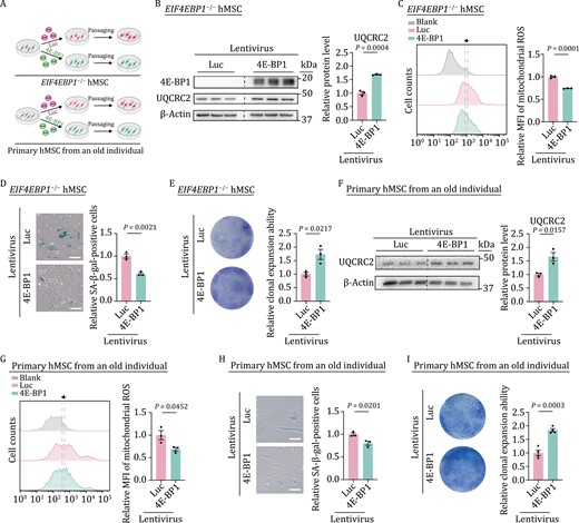 Overexpression of 4E-BP1 rescues mitochondrial dyshomeostasis and alleviates senescence. (A) Schematic diagram showing the ectopic expression of luciferase (Luc) or 4E-BP1 in EIF4EBP1−/− hMSCs or primary hMSCs from an old individual. (B) Western blot analysis of UQCRC2 in EIF4EBP1−/− hMSCs (P3) transduced with lentiviruses expressing Luc or 4E-BP1. Statistical data are presented as means ± SEM. n = 3 biological replicates. Two-tailed unpaired t-test. (C) Flow cytometric analysis of mitochondrial ROS in EIF4EBP1−/− hMSCs (P3) transduced with lentiviruses expressing Luc or 4E-BP1. Dashed lines indicate the position of MFI in Luc or 4E-BP1 expressing hMSCs. Statistical data are presented as means ± SEM. n = 3 biological replicates. Two-tailed unpaired t-test. (D) SA-β-gal staining of EIF4EBP1−/− hMSCs (P3) transduced with lentiviruses expressing Luc or 4E-BP1. Scale bars, 100 μm. Statistical data are presented as means ± SEM. n = 3 biological replicates. Two-tailed unpaired t-test. (E) Clonal expansion assay in EIF4EBP1−/− hMSCs (P3) transduced with lentiviruses expressing Luc or 4E-BP1. Statistical data are presented as means ± SEM. n = 3 biological replicates. Two-tailed unpaired t-test. (F) Western blot analysis of UQCRC2 in primary hMSCs isolated from a 79-year-old individual transduced with lentiviruses expressing Luc or 4E-BP1. Statistical data are presented as means ± SEM. n = 3 biological replicates. Two-tailed unpaired t-test. (G) Flow cytometric analysis of mitochondrial ROS in primary hMSCs isolated from a 79-year-old individual transduced with lentiviruses expressing Luc or 4E-BP1. Dashed lines indicate MFI of Luc or 4E-BP1 expressing hMSCs. Statistical data are presented as means ± SEM. n = 3 biological replicates. Two-tailed unpaired t-test. (H) SA-β-gal staining of primary hMSCs isolated from a 79-year-old individual transduced with lentiviruses expressing Luc or 4E-BP1. Scale bars, 100 μm. Statistical data are presented as means ± SEM. n = 3 biological replicates. Two-tailed unpaired t-test. (I) Clonal expansion assay in primary hMSCs isolated from a 79-year-old individual transduced with lentiviruses expressing Luc or 4E-BP1. Statistical data are presented as means ± SEM. n = 4 biological replicates. Two-tailed unpaired t-test.