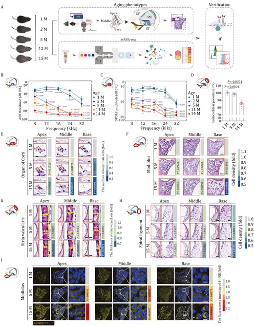 Aging-related phenotypes of mouse cochlea. (A) Diagram showing the procedure of aging phenotypical analysis, single cell RNA sequencing (scRNA-seq), and subsequent verification of molecular mechanism. Month, M; Scala Vestibuli, SV; Scala Media, SM; Scala Tympani, ST. (B and C) Line charts showing ABR (B) and DPOAE (C) thresholds of 1-, 2-, 5-, 11-, and 14-month-old mice in response to different frequencies. The ABR or DPAOE thresholds of 2-, 5-, 11-, and 14-month-old mice were compared with those of 1-month-old mice. The quantitative data are presented as the mean ± SEMs (n = 10 mice). Two-tailed Student’s t-test P-values were indicated. Month, M. (D) A recording of the endocochlear potential of 1, 5, and 14 months old mice (1 M, n = 8 mice; 5 M, n = 10 mice; 14 M, n = 8 mice). Data were shown as the mean ± SEMs. Two-tailed Student’s t-test P-values were indicated. Month, M. (E) H&E-staining of outer hair cells in the apical, middle, and basal turns of cochleae from 1-, 5-, and 15-month-old mice. Scale bars, 40 and 10 μm (zoomed-in images). The cell number was counted and quantified. The number of cells is quantified as fold changes relative to that of apical turn in 1-month-old cochlea (n = 5 mice). Two-tailed Student’s t-test P-values were indicated. Month, M. (F) H&E staining of modiolus in the apical, middle, and basal turns from 1-, 5-, and 15-month-old mouse cochleae. Scale bars, 40 μm. The cell density is quantified as fold changes relative to that of apical turn in 1-month-old cochlea (n = 5 mice). Two-tailed Student’s t-test P-values were indicated. (G) H&E staining of stria vascularis in the apical, middle, and basal turns of cochleae from 1-, 5-, and 15-month-old mice. Scale bars, 40 μm and 10 μm (zoomed-in images). The thickness of stria vascularis was counted and quantified as fold changes relative to that of apical turn in 1-month-old cochlea (n = 5 mice). Two-tailed Student’s t-test P-values were indicated. (H) H&E staining of spiral ligament in the apical, middle, and basal turns of cochleae from 1-, 5-, and 15-month-old mice. Scale bars, 80 and 20 μm (zoomed-in images). The apical, middle, and basal spiral ligament cell density were counted and quantified as fold changes relative to that of apical turn in 1-month-old cochlea (n = 5 mice). Two-tailed Student’s t-test P-values were indicated. (I) 4-HNE immunofluorescence staining showed elevated intensity of 4-HNE in 5- or 15-month-old mice compared with that in 1-month-old mice. Scale bars, 40 and 10 μm (zoomed-in images). The relative intensity is quantified as fold changes relative to that of apical turn in 1-month-old cochlea (n = 5 mice). Two-tailed Student’s t-test P-values were indicated.