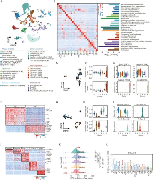 Establishment of single-cell transcriptome landscape of mouse cochlea. (A) Top, UMAP plot showing the distribution of different cell types in cochlea. Bottom, the annotation of different cell types. HC, Hair cell; DC_PC, Deiter cell and pillar cell; IPhC_IBC, Inner phalangeal cell/inner border cell; TBC, Tympanic border cell; Nudt4+, Nudt4+ pillar cell; EC, Epithelial cell; SGN, Spiral ganglion neuron; SGC, Satellite glial cell; SC, Schwann cell; RMC, cells in Reissner’s membrane; IC, Intermediate cell; MC, Marginal cell; BC, Basal cell; CEC, Capillary endothelial cell; SMC, Smooth muscle cell; PVM_M, Perivascular resident macrophage-like melanocyte; FB, fibroblast; FC1, Fibrocyte 1; FC2, Fibrocyte 2; FC3, Fibrocyte 3; FC4, Fibrocyte 4; T, T cell; B, B cell; M, Macrophage; Neu, Granulocyte/neutrophil; CC, Chondrocyte; OB, Osteoblast. (B) Left, heatmap showing row z-score expression signatures of top 50 cell-type-specific genes. Right, representative Gene Ontology (GO) terms for marker genes. (C) UMAP plot showing the distribution of subclusters of HCs. (D) Violin and box plots showing the gene set scores of IHC (top) or OHC (bottom) signature genes in different subpopulations of HCs. Boxes show the medians and the quartile ranges (25%–75%), while the lengths of the whiskers represent 1.5× the IQR. (E) Violin plots showing the expression levels of select marker genes that are differentially expressed in IHCs and OHCs. Syne1 and Dnajc5b mark the IHCs. Slc26a5 and Kcnq4 mark the OHCs. (F) Heatmap showing the gene expression signatures of IHCs and OHCs. (G) UMAP plot showing the distribution of subclusters of SGNs. (H) Violin and box plots showing the gene set score of type I (top) or II (bottom) signature genes in different subpopulations of SGN. Boxes show the medians and the quartile ranges (25%–75%), while the lengths of the whiskers represent 1.5× the IQR. (I) Violin plots showing the expression levels of selected marker genes that are differentially expressed in types I and II SGN. (J) Heatmap showing the gene expression signatures of SGN subtypes. (K) Ridge plot showing the shift of CV of cochlear cells with age. P values by Wilcoxon test are indicated. (L) Box plot showing the CV of each cell type at 5-month-old compared to that of 1-month-old. Box shows the median and the quartile range (25%–75%) and the length of whiskers represents 1.5× the IQR.
