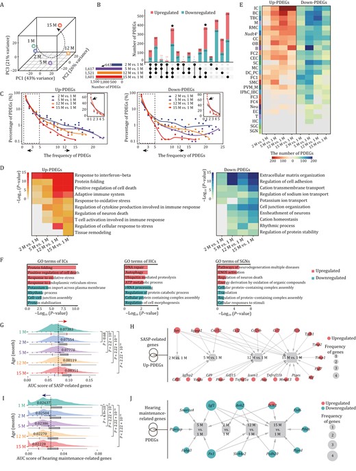 Pairwise differential expression analysis reveals cell type-specific temporal signatures during cochlear aging. (A) Principal component analysis (PCA) of cochlear single-cell transcriptome data from each age group. (B) Upset plot showing the numbers of age-unique and shared PDEGs for pairwise comparisons between different age groups. (C) The smooth line plots showing the expression patterns of the frequency and percentage of the upregulated (left) and downregulated (right) PDEGs between 2, 5, 12, 15 months old and 1 month old, individually. Insets show the zoomed-in view of the region highlighted by a dashed line to the left. The arrows pointing to the left represent the PDEGs with a frequency less than 3, and the arrows to the right represent the PDEGs with a frequency more than 12. (D) Representative GO terms of upregulated PDEGs (left) and downregulated PDEGs (right) across four pairwise comparisons between different age groups. (E) Heatmap showing the number of upregulated (left) and downregulated PDEGs (right) of each cell types between 2, 5, 12, 15 months old and 1 month old, respectively. (F) Representative GO terms of total PDEGs in ICs (left), HCs (middle) and SGNs (right). (G) Ridge plot showing the AUC score of SASP-related genes in cochlear cells from 1-, 2-, 5-, 12-, and 15-month-old mice. (H) Network plot showing the upregulated PDEGs overlapped with genes from SASP gene set. The node size indicates the frequency of PDEGs appeared across four pairwise comparisons. (I) Ridge plot showing the AUC score of hearing maintenance-related genes in cochlear cells from 1-, 2-, 5-, 12-, and 15-month-old mice. (J) Network plot showing the PDEGs overlapped with hearing maintenance-related genes. The node size indicates the frequency of PDEGs appeared across four pairwise comparisons.
