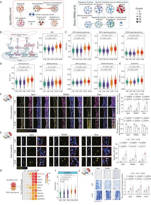 Transcriptional profiles of intermediate cells during aging. (A) Network graph visualizing representative GO terms and pathways of upregulated DDEGs (left) and downregulated DDEGs (right) in intermediate cells. The size of the node is proportional to the total number of hits that fall into that specific term. Two terms with similarity > 0.3 are connected by a line. (B) Left, a schematic showing three principal branches and corresponding core components in the UPR pathway. Right, Violin and box plot showing the gene set scores of UPR pathway in intermediate cells across different time points. Box shows the median and the quartile range (25%–75%) and the length of whiskers represents 1.5× the IQR. P values by Wilcoxon test are indicated. (C) Violin and box plots showing the gene set scores of ATF6, IRE1, and PERK signal pathways in intermediate cells from 1-, 2-, 5-, 12-, and 15-month-old mice. (D) Violin and box plots showing the gene set scores of ER chaperones, ERAD and NRF2 pathways, oxidoreductases in intermediate cells from 1-, 2-, 5-, 12-, and 15-month-old mice. (E) Violin and box plot showing the gene set scores of apoptosis in intermediate cells from 1-, 2-, 5-, 12-, and 15-month-old mice. (F) Co-staining of aggresome and Kcnj10 in the 1-, 5-, and 15-month-old cochlear samples. Scale bars, 20 μm. The relative intensity of aggresomes in Kcnj10-positive areas and the relative number of Kcnj10-positive cells are quantified as fold changes and presented as the mean ± SEMs (n = 5 mice). Two-tailed Student’s t-test P values were indicated. (G) TUNEL staining in the 1-, 5-, and 15-month-old cochlear samples. Scale bars, 20 and 5 μm (zoomed-in images). The percentage of apoptotic cells was presented as the mean ± SEMs (n = 5 mice). Two-tailed Student’s t-test P-values were indicated. (H) Left, Venn diagram showing an overlap between upregulated DDEGs in intermediate cells and UPR-related genes. Right, heatmap showing the expression levels of the top 10 (accumulated fold changes) overlapping genes. (I) Violin and box plot showing the expression levels of Hsp90aa1 in intermediate cells from 1-, 2-, 5-, 12-, and 15-month-old mice. (J) RNA-ISH of Hsp90aa1 in cochlear SV from 1-, 5-, and 15-month-old mice. Representative images are shown on the left; the relative intensity of Hsp90aa1 is quantified as fold changes relative to that of apical turn in 1-month-old cochlea (n = 5 mice). Two-tailed Student’s t-test P-values were indicated. The values are shown as mean ± SEMs on the right. Scale bars, 20 μm. Month, M.