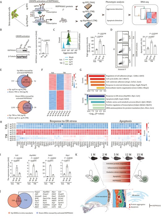 Activation of HSP90AA1 prevents loss of proteostasis and alleviates apoptosis in stria vascularis cells. (A) Schematic of CRISPR-dCas9 transcriptional activation system-based HSP90AA1 activation and phenotypic and mechanism analysis. NTC, non-targeting control. Veh, vehicle; TM, Tunicamycin. (B) Western blot and band intensity quantification of HSP90AA1 protein levels in stria vascularis cells (SV-K1) transduced with non-targeting or Hsp90aa1-targeting sgRNA. Data are presented as the mean ± SEMs, n = 3 biological repeats. Two-tailed Student’s t-test P-value was indicated. Representative data from one of the three independent experiments. sg-N, sg-NTC; sg-H, sg-Hsp90aa1. (C) Left, aggresome intensity analysis of stria vascularis cells transduced with non-targeting or Hsp90aa1-targeting sgRNA after treatment with vehicle or tunicamycin. Right, data are presented as mean ± SEMs, n = 3 biological repeats. Two-tailed Student’s t-test P-values were indicated. Representative data from one of the three independent experiments. (D) Left, apoptosis analysis of stria vascularis cells transduced with non-targeting or Hsp90aa1-targeting sgRNA after treatment with vehicle or TM. Right, the percentages of apoptotic cells are presented as mean ± SEMs, n = 3 biological repeats. Two-tailed Student’s t-test P-values were indicated. Representative data from one of the three independent experiments. (E) Venn diagram showed the number and percentage of upregulated (top) and downregulated (bottom) DEGs rescued by activated HSP90AA1 upon TM treatment. (F) Heatmap showing the expression levels of upregulated and downregulated DEGs rescued by activated HSP90AA1 upon TM treatment. (G) Representative GO terms of upregulated (top) and downregulated (bottom) DEGs rescued by activated HSP90AA1. Count indicates gene number. (H) Heatmaps showing the relative expression levels of genes related to response to ER stress and apoptosis in different groups. (I) The relative expression levels of indicated genes by RT-qPCR. Data are presented as mean ± SEMs, n = 3 biological repeats. Two-tailed Student’s t-test P values were indicated. A representative data from one of the three independent experiments. (J) The Venn diagram showing the genes shared by downregulated DEGs rescued by activated HSP90AA1 and upregulated DDEGs of stria vascularis. (K) Schematic illustration of the phenotypic changes and molecular mechanism of cochlear aging in mice.