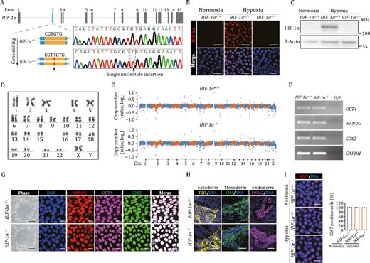 Generation and characterization of HIF-1α-deficient hESCs. (A) Schematic illustration of HIF-1α gene editing using CRISPR/Cas9-mediated nonhomologous end joining (NHEJ) in hESCs, and a DNA sequence chromatogram showing the single nucleotide insertion within exon 2. (B and C) The expression of HIF-1α was detected in HIF-1α+/+ and HIF-1α−/− hESCs via immunostaining (B) and Western bloting (C). Scale bars, 25 μm. (D) Karyotyping analysis of HIF-1α−/− hESCs. (E) The CNV analysis in HIF-1α+/+ and HIF-1α−/− hESCs. (F) The mRNA levels of pluripotency markers NANOG, OCT4, SOX2 were detected by RT-PCR in HIF-1α+/+ and HIF-1α−/− hESCs. GAPDH was used as a loading control. (G) Representative colony morphology and immunostaining of pluripotency markers in HIF-1α+/+ and HIF-1α−/− hESCs. Scale bars, 250 μm for phase and 20 μm for immunostaining. (H) Immunofluorescence staining of TUJ1 (ectoderm), SMA (mesoderm), and FOXA2 (endoderm) in teratomas derived from HIF-1α+/+ and HIF-1α−/− hESCs. Scale bars, 50 μm. (I) Immunofluorescence analysis of Ki67 expression in HIF-1α+/+ and HIF-1α−/− hESCs under normoxic and hypoxic conditions. Data are presented as the mean ± SEM, n = 3 independent cell culture wells. Scale bars, 25 μm.