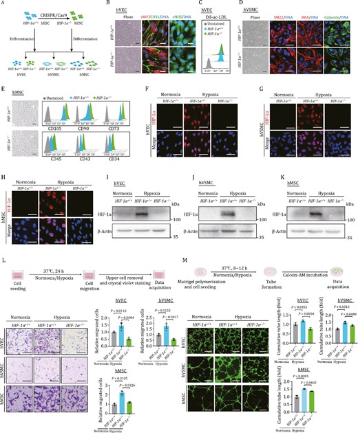 HIF-1α deficiency impedes human vascular cell functions in vitro. (A) Schematic diagram of the generation of HIF-1α−/− hESCs, and the subsequently generation of hVECs, hVSMCs, and hMSCs. (B) Phase images and immunofluorescence staining of hVEC specific markers (CD31, vWF, and eNOS) in HIF-1α+/+ and HIF-1α−/− hVECs. DNA was labeled by Hoechst 33342. Scale bars, 25 μm. (C) Fluorescence-activated cell sorting (FACS) analysis of Dil-ac-LDL uptake ability of HIF-1α+/+ and HIF-1α−/− hVECs. (D) Phase images and immunofluorescence staining of VSMC specific markers (SM22, SMA, and Calponin) in HIF-1α+/+ and HIF-1α−/− hVSMCs. DNA was labeled by Hoechst 33342. Scale bars, 25 μm. (E) Phase images and FACS analysis of hMSC specific markers (CD105, CD90, and CD73) and hMSC irrelevant markers (CD45, CD43, and CD34) in HIF-1α+/+ and HIF-1α−/− hMSCs. Scale bars, 25 μm. (F–H) Representative immunofluorescence images of the HIF-1α expression in hESC-derived hVEC (F), hVSMC (G), and hMSC (H) under normoxic or hypoxic condition. Scale bars, 25 μm. (I–K) Western blot detection of HIF-1α expression in hESC-derived hVEC (I), hVSMC (J), and hMSC (K) under normoxic or hypoxic condition. (L) Examination of HIF-1α deficiency on migration ability in hESC-derived human vascular cells. Upper, experimental schematic of transwell assay. Lower, representative images and quantitative data of relative migration ability in hESC-derived hEC, hVSMC, and hMSC. Scale bars, 200 μm. Data are shown as the mean ± SEM. n = 3 independent cell culture wells. One-way ANOVA followed by Tukey’s test. (M) Examination of HIF-1α deficiency on tube formation capacity in hESC-derived human vascular cells. Upper, experimental schematic of tube formation assay. Lower, representative immunofluorescence images and quantitative data of relative tube formation capacity in hESC-derived hVEC, hVSMC, and hMSC. Scale bars, 500 μm. Data are shown as the mean ± SEM. n = 3 independent cell culture wells. One-way ANOVA followed by Tukey’s test.