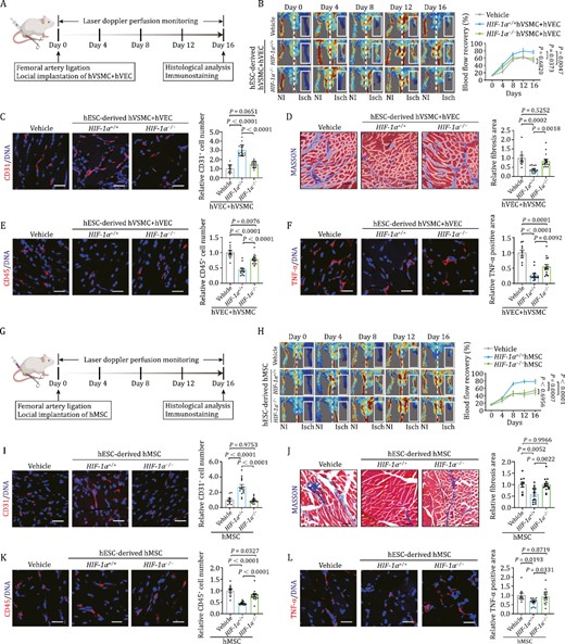 Human vascular cells repair ischemic damage and suppress inflammatory response in a HIF-1α dependent manner. (A) Schematic diagram of the experimental procedures for hVEC and hVSMC transplantation. (B) Representative blood flow images and kinetics of hindlimb ischemic mice injected with vehicle, HIF-1α+/+ and HIF-1α−/− cells (hVECs: hVSMCs = 3:1). Laser doppler blood perfusion was measured every 4 days to monitor hindlimb blood flow changes. Data are presented as mean ± SEM. n=10 mice for vehicle group, n = 15 mice for the other groups. Two-way ANOVA followed by Sidak’s test. (C) Representative images of CD31 immunostaining in ischemic hindlimb sections after implantation of HIF-1α+/+ or HIF-1α−/− cells (hVECs: hVSMCs = 3:1). Scale bars, 25 μm. Quantitative data are shown as the mean ± SEM. n = 10 mice for vehicle group, n = 15 mice for the other groups. One-way ANOVA followed by Tukey’s test. (D) Representative images of Masson’s trichrome staining in ischemic hindlimb sections after implantation of HIF-1α+/+ or HIF-1α−/− cells (hVECs: hVSMCs = 3:1). Scale bars, 25 μm. Quantitative data are shown as the mean ± SEM. n=10 mice for vehicle group, n = 15 mice for the other groups. One-way ANOVA followed by Tukey’s test. (E) Representative images of immunostaining of CD45 in ischemic hindlimb sections after implantation of HIF-1α+/+ or HIF-1α−/− cells (hVECs: hVSMCs = 3:1). Scale bars, 25 μm. Quantitative data are shown as the mean ± SEM. n = 10 mice for vehicle group, n = 15 mice for the other groups. One-way ANOVA followed by Tukey’s test. (F) Representative images of immunostaining of TNF-α in ischemic hindlimb sections after delivery of HIF-1α+/+ or HIF-1α−/− cells (hVECs: hVSMCs = 3:1). Scale bars, 25 μm. Quantitative data are shown as the mean ± SEM. n = 10 mice for vehicle group, n = 15 mice for the other groups. One-way ANOVA followed by Tukey’s test. (G) Schematic diagram of the experimental procedures for hMSC transplantation. (H) Representative blood flow images and kinetics of hindlimb ischemic mice injected with vehicle, HIF-1α+/+ hMSCs and HIF-1α−/− hMSCs. Laser doppler blood perfusion was measured every 4 days to monitor hindlimb blood flow changes. Data are presented as mean ± SEM. n = 10 mice for vehicle group, n = 15 mice for the other groups. Two-way ANOVA followed by Sidak’s test. (I) Representative images of immunostaining of CD31 in ischemic hindlimb sections after implantation of HIF-1α+/+ or HIF-1α−/− hMSCs. Scale bars, 25 μm. Quantitative data are shown as the mean ± SEM. n = 10 mice for vehicle group; n = 15 mice for the other groups. One-way ANOVA followed by Tukey’s test. (J) Representative images of Masson’s trichrome staining in ischemic hindlimb sections after implantation of HIF-1α+/+ or HIF-1α−/− hMSCs. Scale bars, 25 μm. Quantitative data are shown as the mean ± SEM. n = 10 for vehicle group; n = 15 for the other groups. One-way ANOVA followed by Tukey’s test. (K) Representative images of immunostaining of CD45 in ischemic hindlimb sections after implantation of HIF-1α+/+ or HIF-1α−/− hMSCs. Scale bars, 25 μm. Quantitative data are shown as the mean ± SEM. n = 10 mice for vehicle group; n = 15 mice for the other groups. One-way ANOVA followed by Tukey’s test. (L) Re presentative images of immunostaining of TNF-α in ischemic hindlimb sections after implantation of HIF-1α+/+ or HIF-1α−/− hMSCs. Scale bars, 25 μm. Quantitative data are shown as the mean ± SEM. n = 10 mice for vehicle group; n = 15 mice for the other groups. One-way ANOVA followed by Tukey’s test.