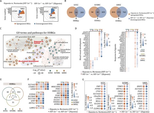 Transcriptomic analysis reveals the role of HIF-1α in human vascular cells. (A) Wind rose plots showing DEGs numbers between HIF-1α+/+ cells (hVECs, hVSMCs, and hMSCs) under normoxic and hypoxic condition (left), or between HIF-1α+/+ and HIF-1α−/− cells (hVECs, hVSMCs, and hMSCs) under hypoxic condition (right). (B) Venn diagrams showing the number of upregulated hypoxia-associated DEGs and the number of downregulated DEGs in human vascular cells with HIF-1α deficiency. The number of indicated overlapping genes was also shown and defined as “hypoxia-induced HIF-1α responsive genes (HHRGs)”. (C) GO term and pathway enrichment analysis of HHRGs across different human vascular cells. (D) Bubble plot showing the relative expression levels of DEGs associated with indicated terms and pathways enriched in panel (C). (E) Venn diagram showing the number of overlapping genes or cell type-specific genes of HHRGs in hVECs, hVSMCs, and hMSCs. (F) Heatmaps showing the relative expression levels of DEGs in two or three cell types. (G) Dot plots showing the relative expression levels of HHRGs in hVECs, hVSMCs, and hMSCs.
