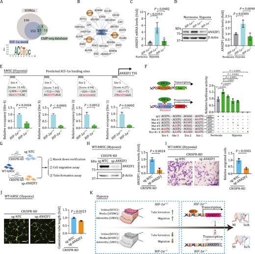 ANKZF1 acts as a major effector gene downstream of HIF-1α in hMSCs. (A) Conjoint analysis of HHRGs containing the canonical HIF-1α binding motif and the genes harboring the potential HIF-1α binding sites from ChIP-seq database. (B) 27 overlapped genes in panel (A) were exhibited as potential HHRGs in hMSCs by network plot diagram. Three genes with orange background were referred to as novel HHRGs in hMSCs (C) RT-qPCR verified the changes of ANKZF1 mRNA level upon HIF-1α depletion in hMSCs. Data are shown as the mean ± SEM. n = 3 independent experiments. One-way ANOVA followed by Tukey’s test. (D) Western blot analysis of ANKZF1 upon HIF-1α depletion in hMSCs. Data are shown as the mean ± SEM. n = 3 independent experiments. One-way ANOVA followed by Tukey’s test. (E) ChIP-qPCR analysis showing the binding of HIF-1α to ANKZF1 promoter. Data were presented as mean ± SEM. Two-tailed Student’s t test. (F) Diagram (left) and quantitative data (right) of luciferase reporter assay of HIF-1α on the luciferase activity expressed from ANKZF1 promoter. Data are shown as the mean ± SEM. n = 3 independent cell culture wells. One-way ANOVA followed by Tukey’s test. (G) Schematic diagram showing the CRSIPR/Cas9-mediated knockout of ANKZF1 in hMSCs and subsequent related experiments. (H) Western blot showing the protein level of ANKZF1 in hMSCs transduced with nontargeting (sg-NTC) or ANKZF1 targeting (sg-ANKZF1) sgRNA. Left, representative images of Western blot. Right, statistical analysis of relative protein levels of ANKZF1. β-actin was used as the loading control. Data are presented as the mean ± SEM, n = 3 independent experiments. Two-tailed Student’s t test. (I) Representative images and quantitative data of cell migration assay in hMSCs transduced with sg-NTC or sg-ANKZF1 sgRNA. Scale bars, 200 μm. n = 3 independent cell culture wells. Data are shown as the mean ± SEM. Two-tailed Student’s t test. (J) Representative images and quantitative data of tube formation assay in hMSCs transduced with sg-NTC or sg-ANKZF1 sgRNA. Scale bars, 500 μm. n = 3 independent cell culture wells. Data are shown as the mean ± SEM. Two-tailed Student’s t test. (K) A schematic illustration showing the pro-angiogenetic effects of HIF-1α on human vascular cells in vitro and in vivo, and identified ANKZF1 as a novel HIF-1α target gene in human vascular cells.