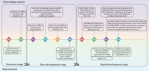 Research history of eccDNAs in gynecologic tumors and reproduction. Notable studies on eccDNAs in gynecologic oncology are listed on the upper side of the timeline. Milestone findings on eccDNAs in reproduction are shown below the timeline. The discovery, slow development, and rapid development research stages are separated by rectangular boxes.