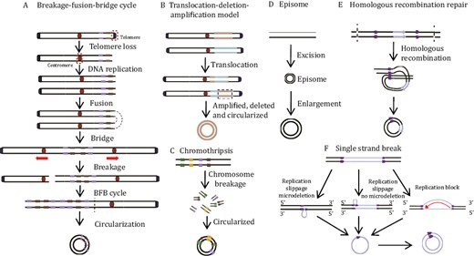 EccDNA biogenesis models. (A) Breakage-fusion-bridge (BFB) model. One chromosome loses its telomere and replicate to form two sister monotelomere-deficient chromatids that fuse at the non-telomere end. The double centromere-bridging chromosome product is then pulled apart to generate two unequal chromosomes. Telomere-free bridges are elongated by repetitive replication cycles and these repetitive sequences are eventually looped out as eccDNAs. (B) Translocation-deletion-amplification model. When translocation occurs, fragments adjacent to the translocation breakpoint might be amplified, deleted, and cyclized, resulting in eccDNAs. (C) Chromothripsis model. This process produces multiple small DNA fragments and some of these are linked and looped to form eccDNAs via DNA repair mechanisms. (D) Episome model. DNA fragments are excised from chromosomes and amplified by mutual recombination loops to produce eccDNAs. (E) Homologous recombination repair. Double-strand breaks occur in duplicated regions, and homologous recombination leads to the synthesis of eccDNA. (F) Single strand break. Replication slippage generates a loop on the template or product strand, which can both be excised and ligated into a loop, leaving either a microdeletion (left panel) or no microdeletion (center panel) on the chromosome. Replication fork stalls allow newly synthesized nascent DNA strands to circulate with the help of short microhomology stretches on the template (right panel). Single-strand circular DNA might then be converted by DNA polymerase into double-strand eccDNA.