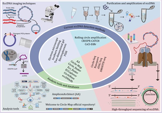 Currently available tools for eccDNA detection and analysis. Representative eccDNA imaging techniques, purification and amplification methods, high-throughput sequencing methods, and analytical tools are shown.