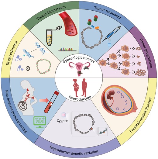 EccDNA functions. Recognized and predicted functions of eccDNA in gynecologic tumors and reproduction are shown in the upper and lower parts, respectively.