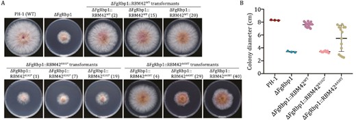 The R102* and A438T mutant human ortholog RBM42 cannot rescue the growth defects of ΔFgRbp1 in Fusarium graminearum to the WT level. (A) Colony morphology of the WT strain PH-1, the FgRbp1-deletion mutant (ΔFgRbp1), and the heterologous complemented strain (ΔFgRbp1::RBM42WT, ΔFgRbp1::RBM42R102* and ΔFgRbp1::RBM42A438T) on potato dextrose agar (PDA) at 25°C for 3 days. For each type of genetic complementation, three representative transformants are presented in the figure, distinguished by numbers in parentheses. (B) The colony diameter of the complemented strains (ΔFgRbp1::RBM42WT, ΔFgRbp1::RBM42R102*, ΔFgRbp1::RBM42A438T) and the control strains (ΔFgRbp1 and PH-1) were measured after incubating at 25°C for 3 days on PDA.