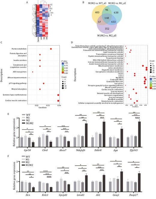 Gene expression analysis by RNA-seq performed on E9.5 for Rbm42 mutant mice. (A) Heat map depicting the expression pattern of differentially expressed genes. (B) Venn diagram showing the number of genes that are shared among three pairwise (M1M2 mice to the M1, M2, and WT animals) comparisons. (C) The dotplot for Kyoto encyclopedia of genes and genomes analysis showing the top 10 terms for DEGs, compared between M1M2 and WT. (D) The dotplot for Gene Ontology term enrichment analysis including top 10 molecular function, 10 cellular component and 10 biological process, compared between M1M2 and WT. (E and F) qPCR validation for genes involved in neurological (E) or myocardiac (F) function terms among M1M2, M1, M2 and WT E9.5 mouse embryos. The data represent mean ± SEM (n = 3 for WT, n = 4 for M1, n = 5 for M2, n = 4 for M1M2). Data are considered significant when P values are < 0.05 (*), < 0.01(**), < 0.001 (***), or < 0.0001 (****).