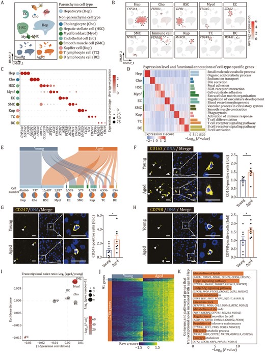 Single-nucleus transcriptomics identifies major cell types in cynomolgus monkey livers. (A) UMAP plot showing the distribution of different cell types in liver from young and aged monkeys. (B) Feature plots showing the expression profiles of indicated cell-type-specific marker genes in monkey liver. The color key from gray to red indicates low to high gene expression levels. (C) Dot plot showing the expression level of representative marker genes across cell types. The color key from gray to red presents low to high gene expression levels. The size of dots indicates the percentage of cells with gene expression greater than zero. (D) Heatmap showing the expression profiles of the top 50 cell-type-specific marker genes for each cell type in monkey livers, with corresponding functional annotations on the right. The color key from blue to red represents low to high gene expression levels. (E) Sankey plots showing the cell number of each cell type and the proportion in young and aged monkey livers. The length of the bar indicates the cell number of each cell type, and the number was marked above the pie plot. The pie chart at bottom showing the ratios of each cell type in young and aged monkey livers. (F) Immunofluorescence staining of CD163 in liver tissues from young and aged monkeys. Representative images are shown on the left; quantitative data for the percentage of CD163-positive cells are shown on the right. Scale bars, 20 μm. (G) Immunofluorescence staining of CD247 in liver tissues from young and aged monkeys. Representative images are shown on the left; quantitative data for the percentage of CD247-positive cells are shown on the right. Scale bars, 20 μm. (H) Immunofluorescence staining of CD79B in liver tissues from young and aged monkeys. Representative images are shown on the left; quantitative data for the percentage of CD79B-positive cells are shown on the right. Scale bars, 20 μm. (I) Dot plot showing the log2 ratio of transcriptional noise between aged and young samples. The color key from gray to red corresponds to Log10 (adjusted P value) of transcriptional noise ratio from low to high. The size of dots indicates the number of genes with aging-related transcriptional noise. (J) Heatmap showing the row scaled expression levels of genes with high Pearson’s correlation coefficients (correlation coefficient > 0.6 and FDR < 0.05) between transcriptional noise and expression profiles in hepatocytes from young and aged monkeys. The bins are arranged based on the transcriptional noise ranking in each group. (K) Bar chart showing the enriched GO terms and pathways of genes with increased transcriptional noise during aging in hepatocytes. (F–H) Data are quantified as fold changes and shown as means ± SEM. Young, n = 8 monkeys; aged, n = 8 monkeys. *P < 0.05.