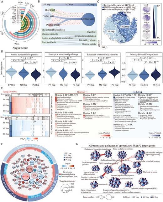 Zonation-specific transcriptional alterations in aged cynomolgus monkey livers. (A) Arc plot showing prioritization of the cell types responsive to aging. (B) Schematic diagram showing the structure and functions of liver lobules. (C) tSNE plot showing the distribution of hepatocyte subtypes (left) and the expression levels for cell-type-specific marker genes of each subtype (right). The color key from gray to blue indicates low to high gene expression levels. (D) Violin plots showing the score of gene sets related to zonation-specific functions across three hepatocyte subtypes. (E) Heatmap (left) showing the aging-related DEGs across three hepatocyte subtypes. DEGs are classified into 14 modules according to the overlap among three subtypes. Heatmap (right) showing the GO terms and pathways of modules. (F) Network visualizing aging-related upregulated and downregulated core regulatory TFs (nodes) and their target genes (points) among three hepatocyte subtypes, with TFs arranging in the middle and target genes arranging on the outer ring. The size of the node indicates the number of target genes regulated by the TFs. The colors of node represent the average Log2FC of TFs during aging in different hepatocyte subtypes. Red and blue points represent upregulated and downregulated target genes during aging respectively. The pie-donut chart shows the number ratio of target genes regulated by the TFs across allhepatocyte subtypes. (G) Network visualizing the enriched GO terms and pathways of upregulated SREBP2 target genes among three hepatocyte subtypes. The nodes representing GO terms and pathways, the pie plots showing the proportion of gene number that hit the certain term or pathway across three hepatocyte subtypes. Any two terms with similarity score > 0.3 are connected by a line.