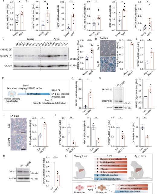 SREBP2 mediates senescence and metabolic dysfunction in hepatocytes. (A) RT-qPCR analysis of SREBP2 mRNA level in liver tissues from young and aged monkeys. (B) RT-qPCR analysis for mRNA levels of classical target genes of SREBP2 in liver tissues from young and aged monkeys. (C) Western blot for protein level of SREBP2 (N) in liver tissues from young and aged monkeys. SREBP2 (P), precursor SREBP2 protein; SREBP2 (N), nuclear SREBP2 protein. Representative images are shown on the left; quantitative data for the SREBP2 (N) protein level are shown on the right. (D) SA-β-gal staining was performed on human primary hepatocytes cultured in vitro on Day 1 and Day 15 respectively. Representative images are shown on the left; quantitative data for the percentage of SA-β-gal positive cells are shown on the right. Scale bars, 100 μm. (E) RT-qPCR analysis of SREBP2 mRNA level in human primary hepatocytes cultured in vitro on Day 1 and Day 15, respectively. (F) Schematic of experiments in human primary hepatocytes transduced with lentiviruses expressing SREBP2 or luciferase (Luc, used as control). Created with BioRender.com. (G) RT-qPCR analysis of SREBP2 mRNA level in human primary hepatocytes transduced with lentiviruses expressing SREBP2 or Luc. (H) Western blot for protein level of SREBP2 (N) in human primary hepatocytes transduced with lentiviruses expressing SREBP2 or Luc. SREBP2 (P), precursor SREBP2 protein; SREBP2 (N), nuclear SREBP2 protein. Representative images are shown on the left; quantitative data for the protein level of SREBP2 (N) are shown on the right. (I) SA-β-gal staining in human primary hepatocytes transduced with lentiviruses expressing SREBP2 or Luc. Representative images are shown on the left; quantitative data for the percentage of SA-β-gal-positive cells are shown on the right. Scale bars, 100 μm. (J) RT-qPCR analysis for mRNA levels of liver function-related genes in human primary hepatocytes transduced with lentiviruses expressing SREBP2 or Luc. (K) Western blot of CYP1A2 protein level in human primary hepatocytes transduced with lentiviruses expressing SREBP2 or Luc. Representative images are shown on the left; quantitative data for the protein level of CYP1A2 are shown on the right. (L) Schematic diagram showing the signatures of primate liver aging. Created with BioRender.com. Data are quantified as fold changes (excluding D and I) and shown as means ± SEM. For (A–C), young, n = 8 monkeys; aged, n = 8 monkeys. For (D, E and G–K), n = 3 biological replicates. *P < 0.05, **P < 0.01, ***P < 0.001