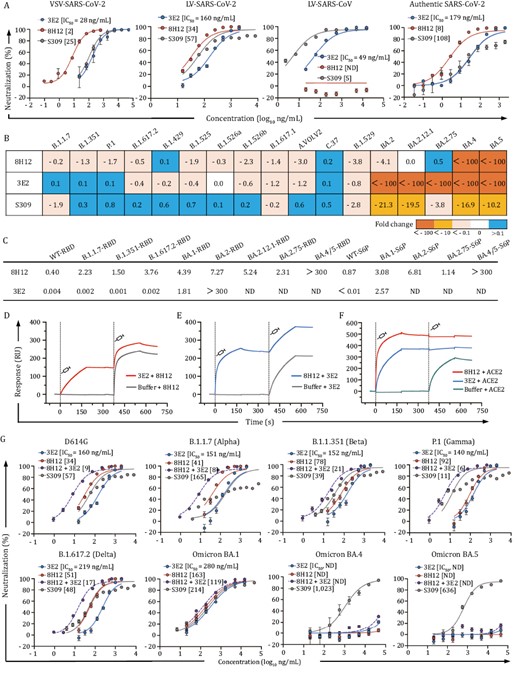 Characterization of SARS-CoV-2 nAbs 8H12 and 3E12. (A) Neutralizing activities of 8H12 and 3E2 against pseudotyped SARS-CoV-2 and SARS-CoV viruses as well as authentic SARS-CoV-2 virus. S309 is used as a positive control. (B) Fold change in the neutralization efficacy of the two nAbs and S309 control against SARS-CoV-2 variants as compared with the D614G stain. (C) Binding affinities of 8H12 and 3E2 to diverse spike proteins and RBDs. KD values (nmol/L) are shown. (D and E) Simultaneous binding potentials of 8H12 and 3E2 are tested using SPR. (F) SPR analysis confirms the ACE2 blocking potential of both 8H12 and 3E2. (G) Synergistic neutralizing efficacies of double-antibody combination against the pseudotyped SARS-CoV-2 D614G strain and variants of concern (VOCs). ND means not detectable.