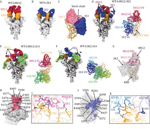 Cryo-EM analysis of single- and double-antibody-bound spike immune complexes. (A and B) Cryo-EM density maps of the wild-type spike protein (WT-S) bound with 8H12 (A) and 3E2 (B). The RBDs are colored in orange and the nAbs 8H12 and 3E2 are colored in red and blue, respectively. (C) Potent steric clashing between 8H12 and 3E2 when binding together are indicated as black dashes. Established models of the RBD (shown as ribbon) and the variable domains of the two nAbs (shown as surface) are shown based on the structures of the mono-antibody immune complexes. (D–F) Structures of the double-antibody-bound spike immune complexes. Cryo-EM density maps (left) and models of the antibody interface (right) of immune complexes of WT-S:8H12:3E2 (D), WT-S:8H12:1C4 (E), and WT-S:3E2:1C4 (F) are shown with the RBD and Fabs colored by domain. (G) Simultaneous binding of 8H12 and 3E2 induces binding orientation change of 8H12. Localized reconstructed map of WT-S:8H12:3E2 are shown as transparent gray surface, the model of RBD:8H12 reconstructed from the WT-S:8H12:1C4 is fitted and show different binding orientations of 8H12. (H–K) The footprints and interaction details of 8H12 (H and I) and 3E2 (J and K). The footprints of the nAbs on the RBD are colored accordingly and shown in transparent surface representation, with the epitope residues labeled and shown in stick representation. Residues involved in hydrogen bonding interactions (indicated as black dashes) are labeled and highlighted.