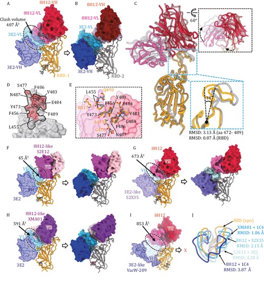 Different antibody combinations induce RBD rearrangement. (A) Superimposition of the binding models of RBD:3E2 (from WT-S:1C4:3E2 reconstruction) and RBD:8H12 (from WT-S:8H12:1C4 reconstruction) shows steric clash (black dashes) potency between 8H12 and 3E2. The calculated clash volume is about 407 Å3. (B) Model of RBD:8H12:3E2 from the WT-S:8H12:3E2 reconstruction shows no steric clashing between bound 8H12 and 3E2. (C) Superimposition of models of RBD:8H12 (from WT-S:8H12:1C4 reconstruction) and RBD:8H12 (from WT-S:8H12:3E2 reconstruction) shows structural rearrangement of the RBD and altered binding orientation of 8H12 in the structure of WT-S:8H12:1C4. (D) Comparison of the 8H12 footprints on the apo-RBD (black line) and on the rearranged RBD (red transparent surface representation with epitope residues showed as stick). (E) Structural details of the conformational changes of the 8H12 epitope. Models of apo-RBD:8H12 and rearranged RBD:8H12 are superimposed based on 8H12 (shown as transparent surface representation). The 8H12 epitope residues on the apo- and rearranged-RBDs are labeled and shown as sticks. (F) Cryo-EM analysis of WT-S in complex with 3E2 and 8H12-like S2E12. Superimposition (left) shows steric clashing between two nAbs with a calculated volume of ~45 Å3. In contrast, reconstruction of WT-S:3E2:S2E12 shows no clashing between the two nAbs due to rearrangement of the RBD. (G) Cryo-EM analysis of WT-S in complex with 3E2-like S2X35 and 8H12. Superimposition (left) shows steric clashing between the two nAbs, with a calculated volume of ~474 Å3. In contrast, reconstruction of WT-S:S2X35:8H12 shows no clashing between the two nAbs due to rearrangement of the RBD. (H) Cryo-EM analysis of WT-S in complex with 3E2 and 8H12-like XMA01. Superimposition (left) shows steric clashing between the two nAbs, with a calculated volume of ~591 Å3. In contrast, reconstruction of WT-S:3E2:XMA01 shows no clashing between two nAbs due to rearrangement of the RBD. (I) Cryo-EM analysis of WT-S in complex with 3E2-like VacW-209 and 8H12. Superimposition (left) shows steric clashing between the two nAbs with the largest calculated volume of ~853 Å3. Reconstruction of WT-S:VacW-209:8H12 shows no simultaneous binding of the two nAbs to the same RBD. (J) Superimposition of the key 472–490 loop on the rearranged-RBDs induced by different double-antibody combinations and the apo-RBD. The corresponding RMSDs are indicated.