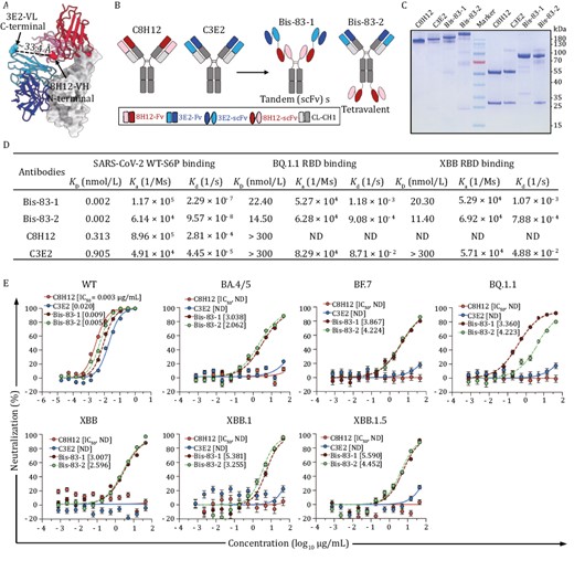 Bispecific antibodies based on 8H12 and 3E2 show broad neutralization against Omicron subvariants. (A) The model of RBD:8H12:3E2 shows the distance between the C-terminal of 3E2-VL and the N-terminal of 8H12-VH which is suitable for bispecific antibody engineering. (B) Schematic diagram of engineering bispecific antibodies. A tandem scFv bispecific antibody (Bis-83-1) and a tetravalent antibody (Bis-83-2) are engineered from two parental IgGs C8H12 and C3E2. (C) Bispecific antibodies identified by SDS-PAGE. Non-reduced (first four lands) and reduced SDS-PAGE (last four lands) of C8H12, C3E2, Bis-83-1, and Bis-83-2 are analyzed, respectively. the middle land is the molecular weight marker. (D) Binding affinities of bispecific antibodies bind to the RBDs of SARS-CoV-2 WT, BQ.1.1, and XBB, respectively. The parental C8H12 and C3E2 are included as comparator. (E) Neutralization potencies of the bispecific antibodies against pseudoviruses WT and Omicron subvariants. The calculated IC50 values are marked. ND means not detectable.